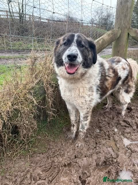 Meet Penny, currently residing in Cheshire — Mixed Breed