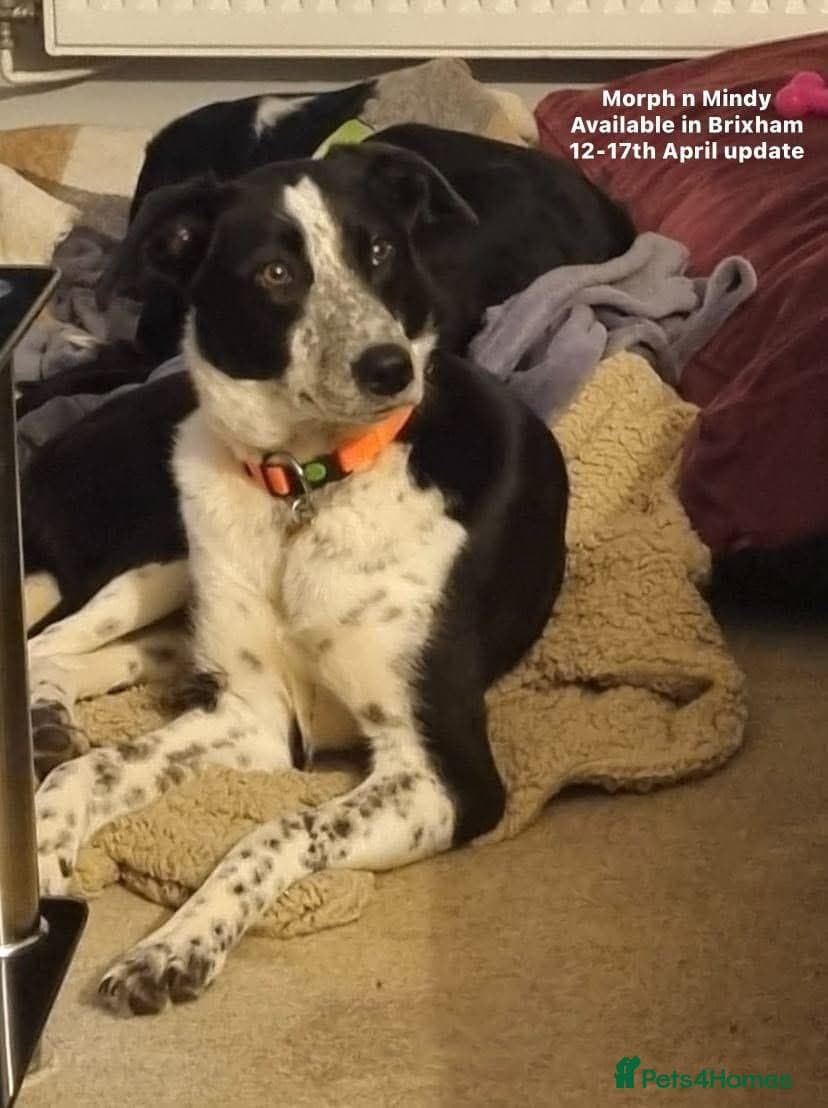 Pretty Mindy. Reserved STC. β Mixed Breed