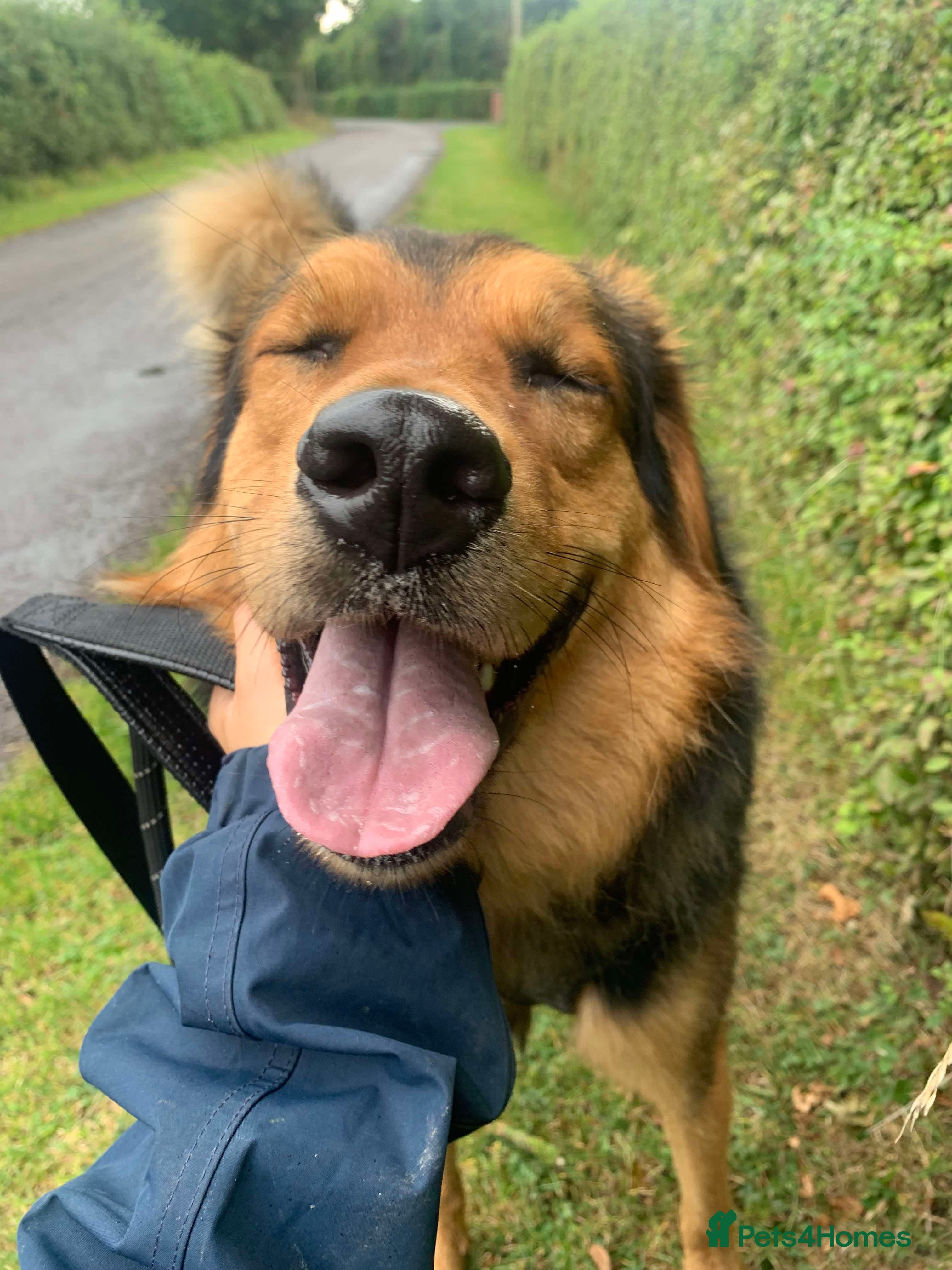 Meet Derry, currently residing in Cheshire photo 15