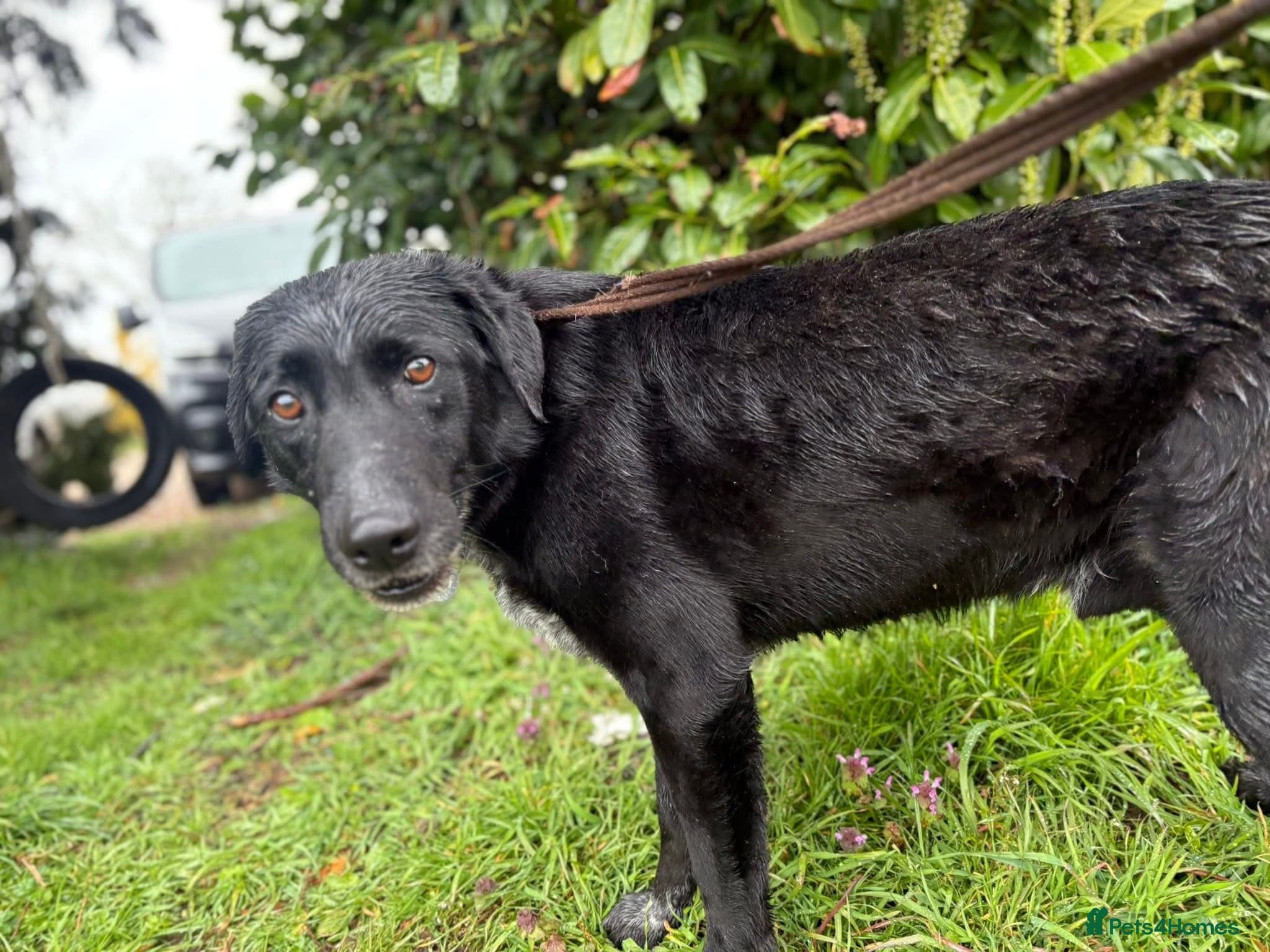 Merlin - Norwich Norfolk photo 9