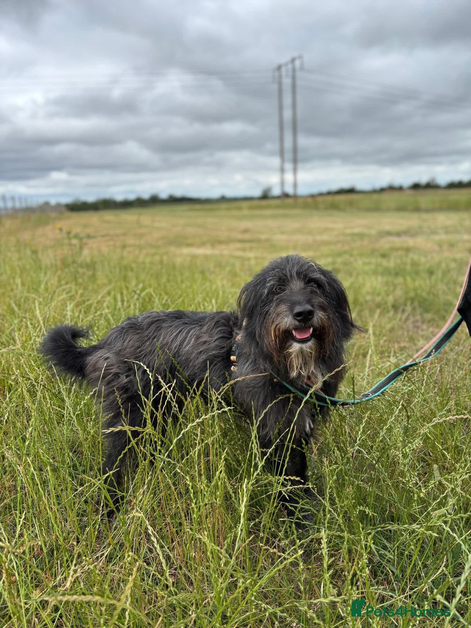 Herbie ๐ Female-only home needed! photo 2