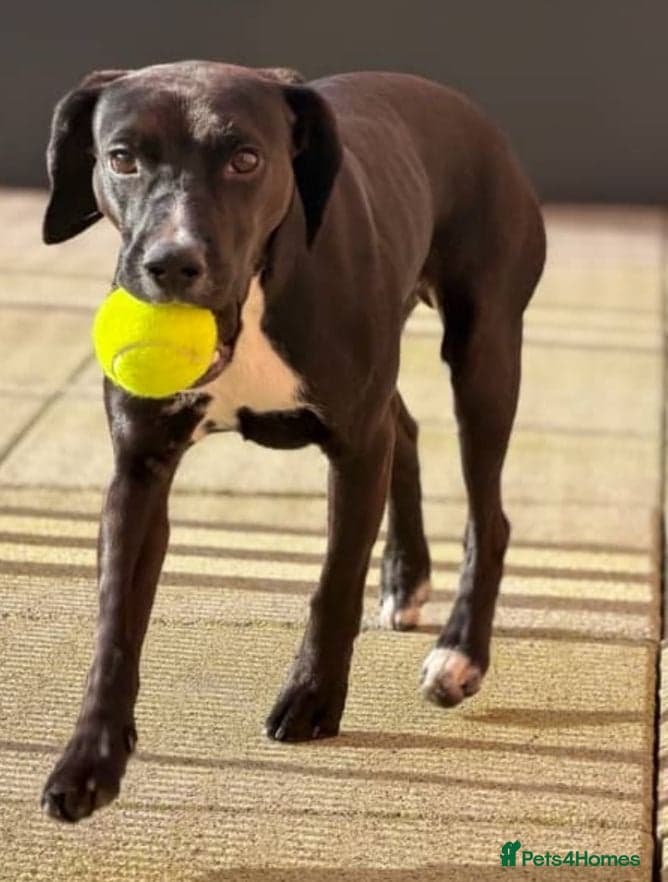 ๏ธ๐ถ walter photo 13