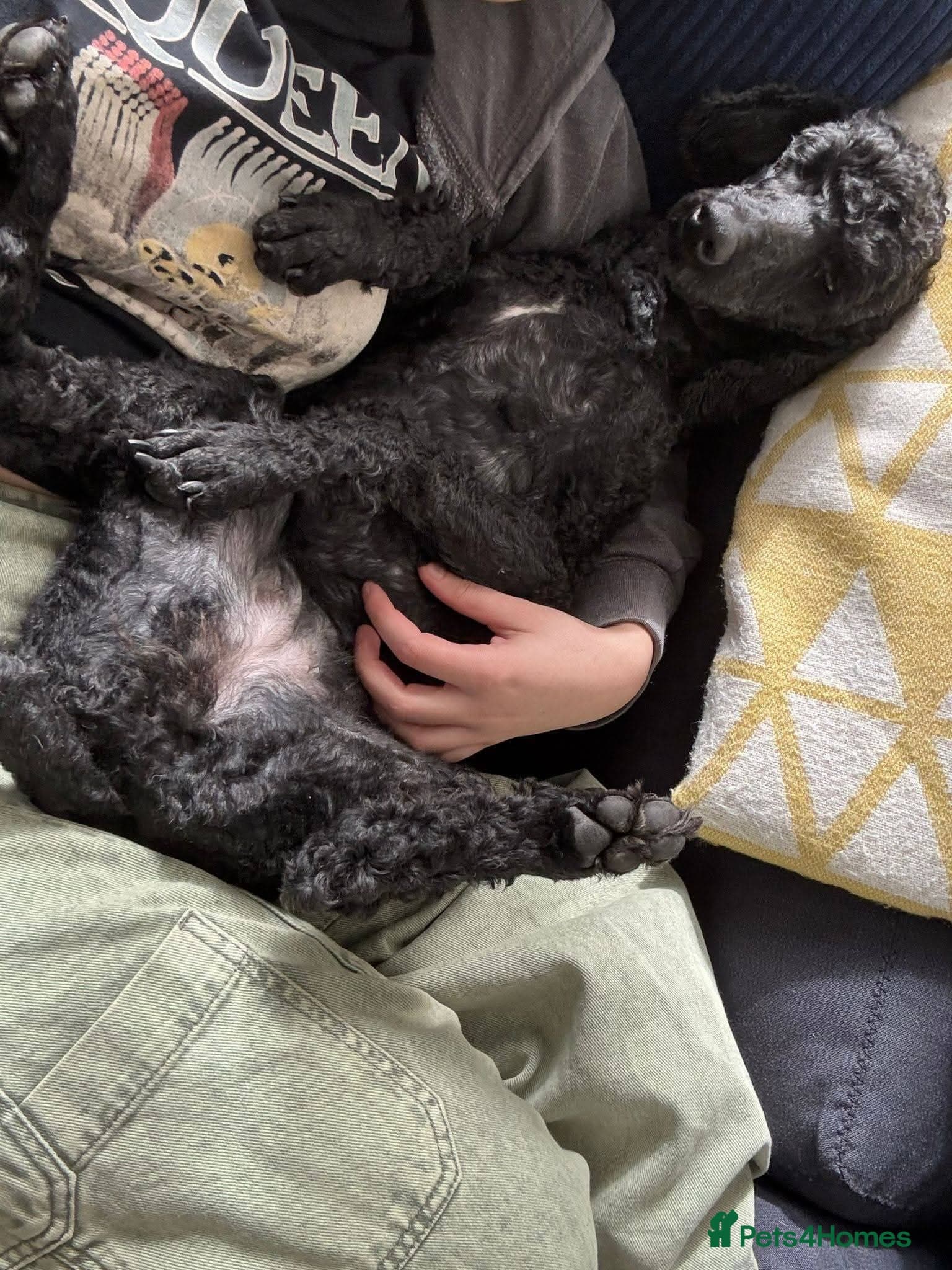 οΈπΆ charlie photo 5