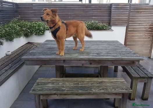 Rescue boy Mason photo 3