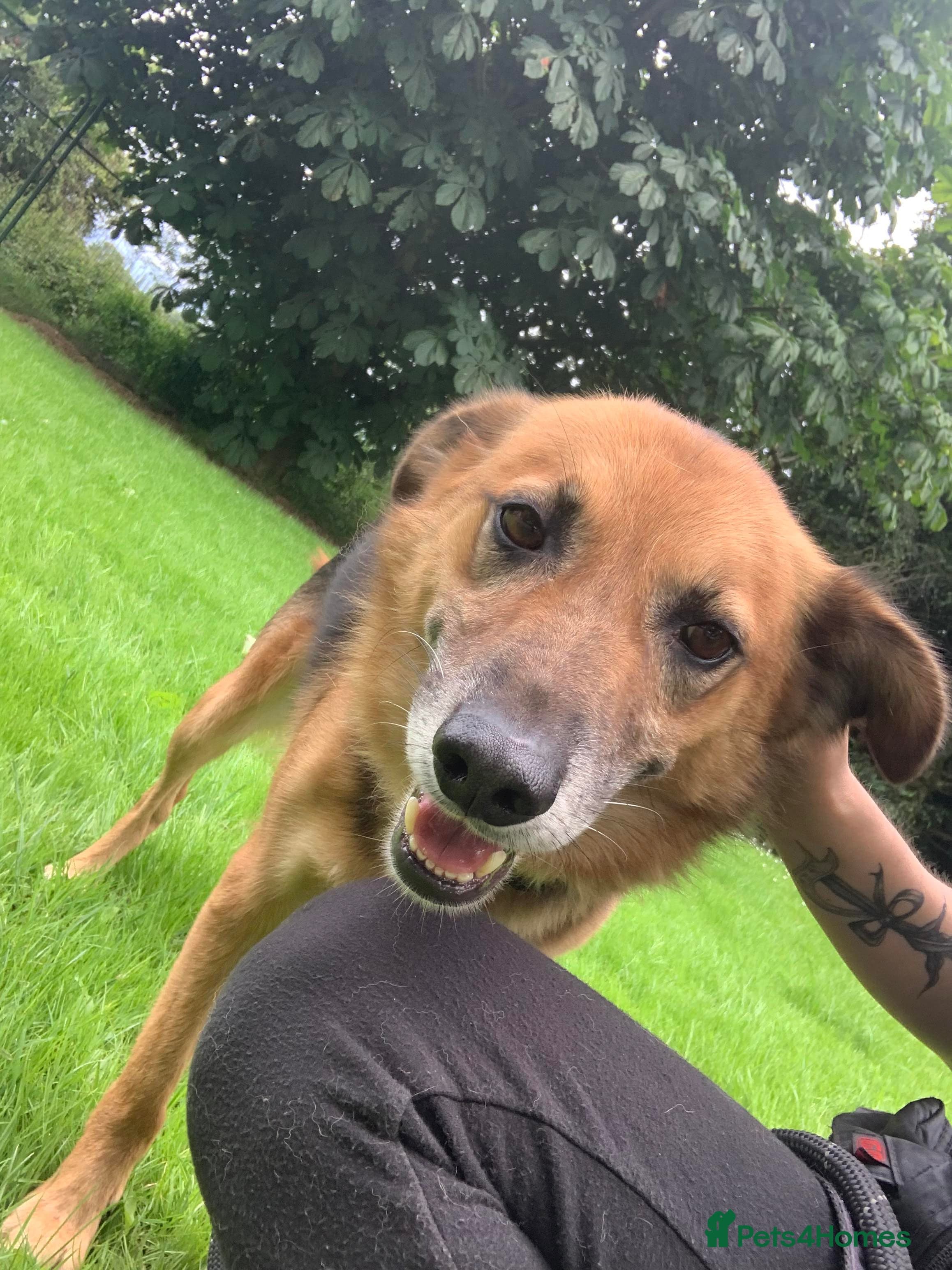 Meet Star, currently residing in Cheshire photo 13