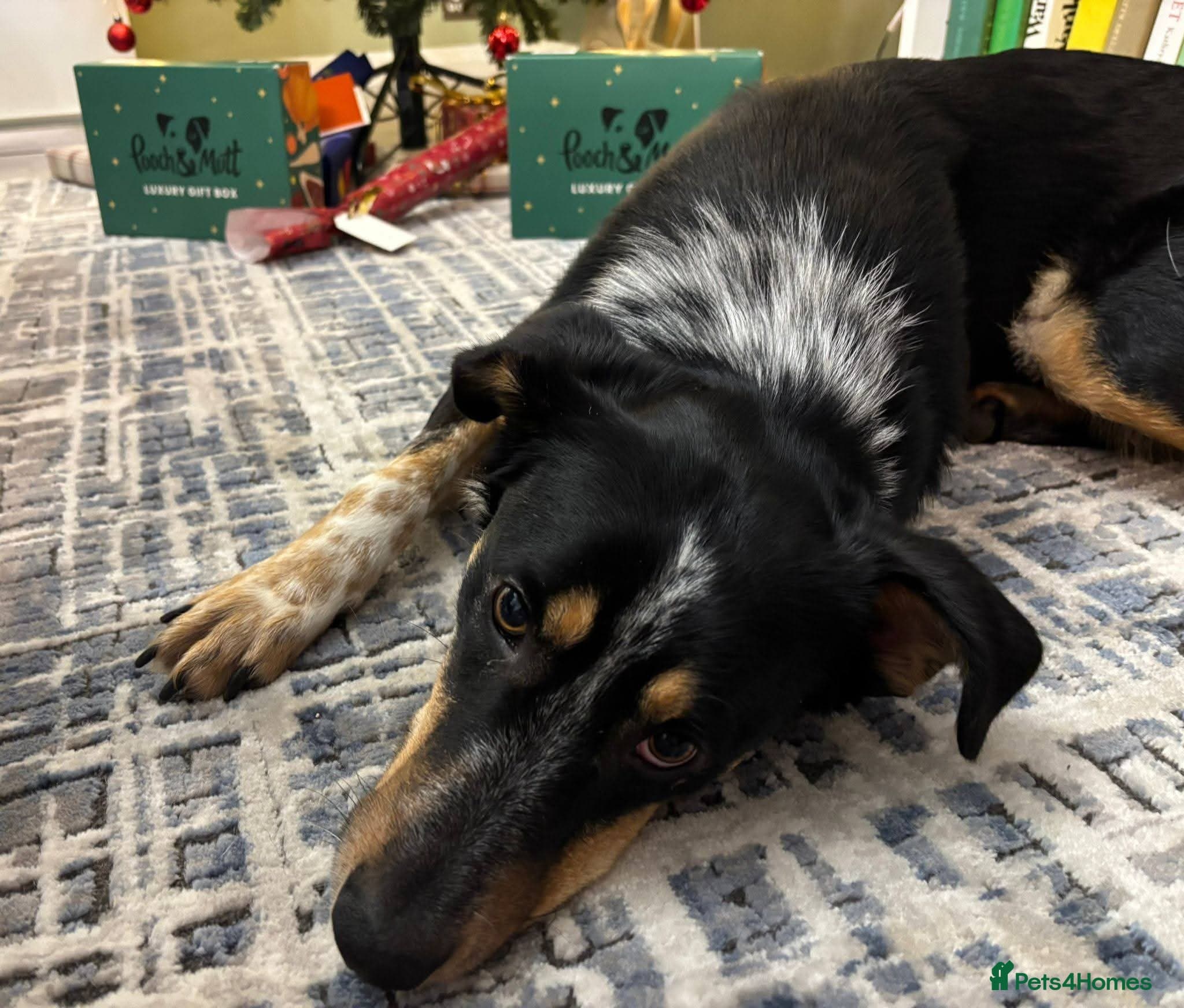 Meet Dave, currently residing in Aberdeen photo 15