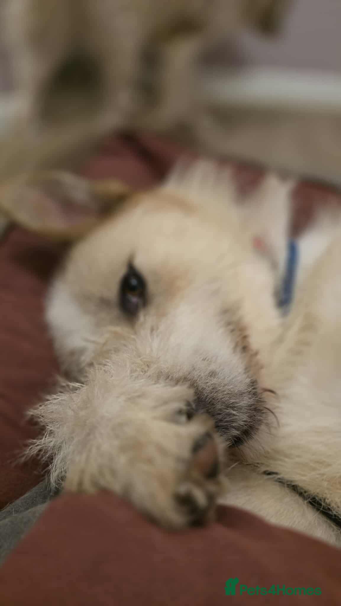 Hershey & Harley π still Waiting photo 5