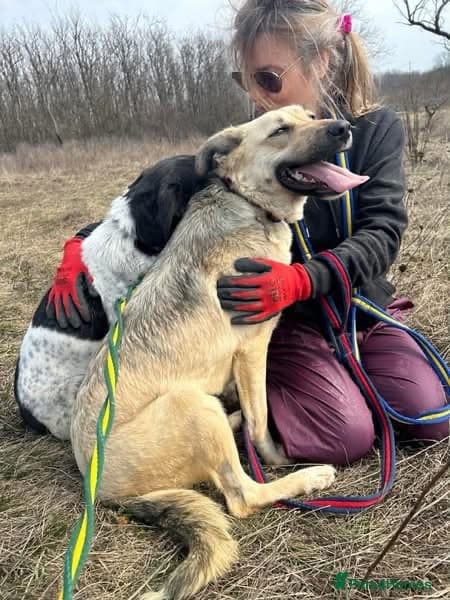 Octavia - Norwich Norfolk photo 9