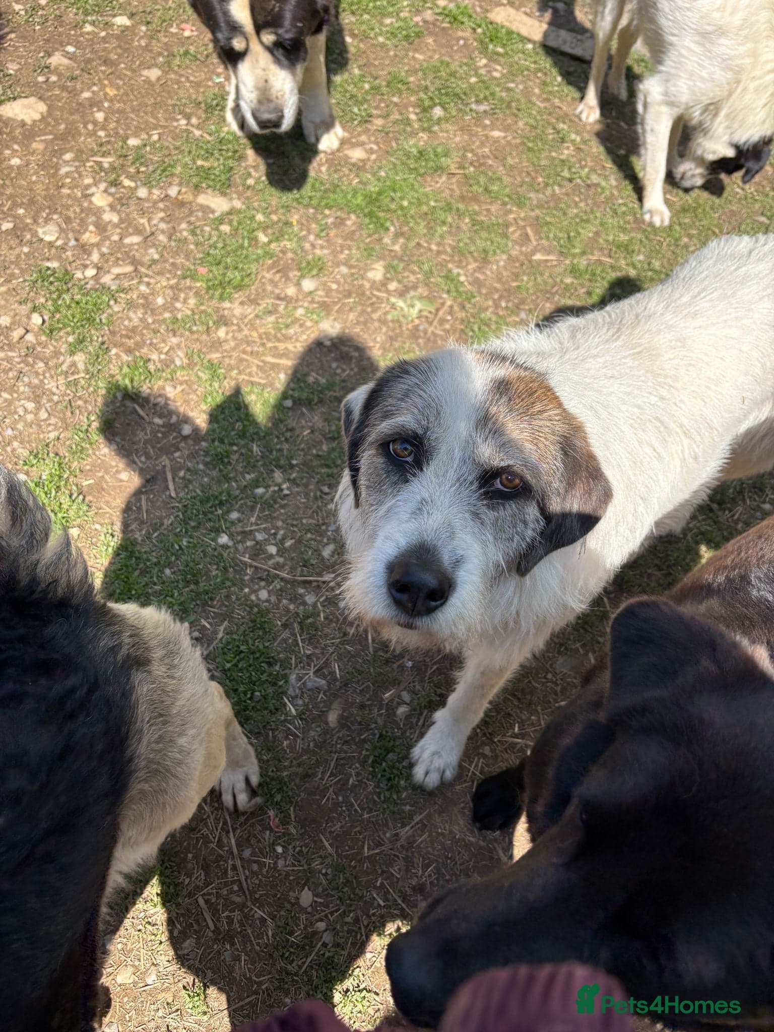 Bella π©· photo 7