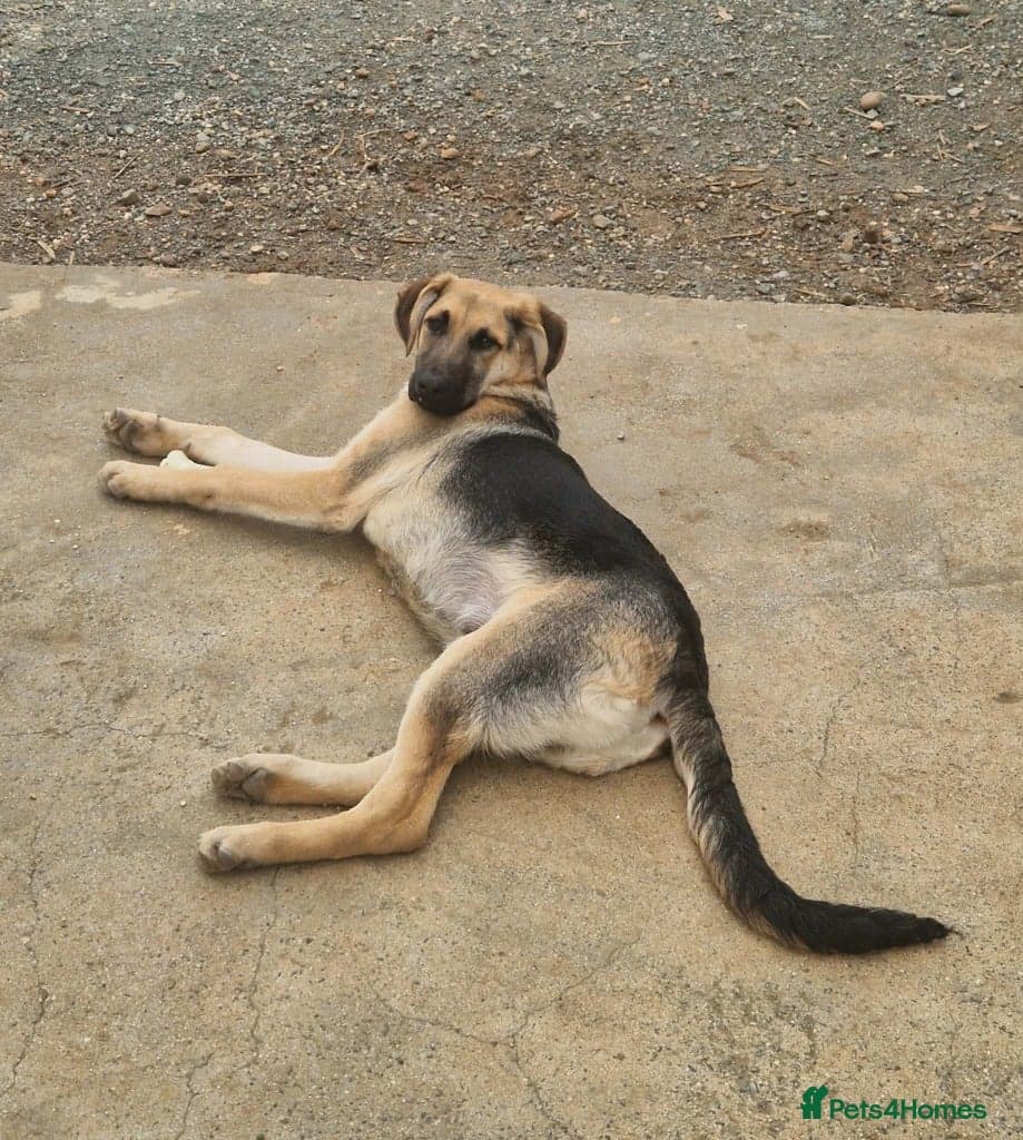 Magnificent Orion 6 moths old photo 7