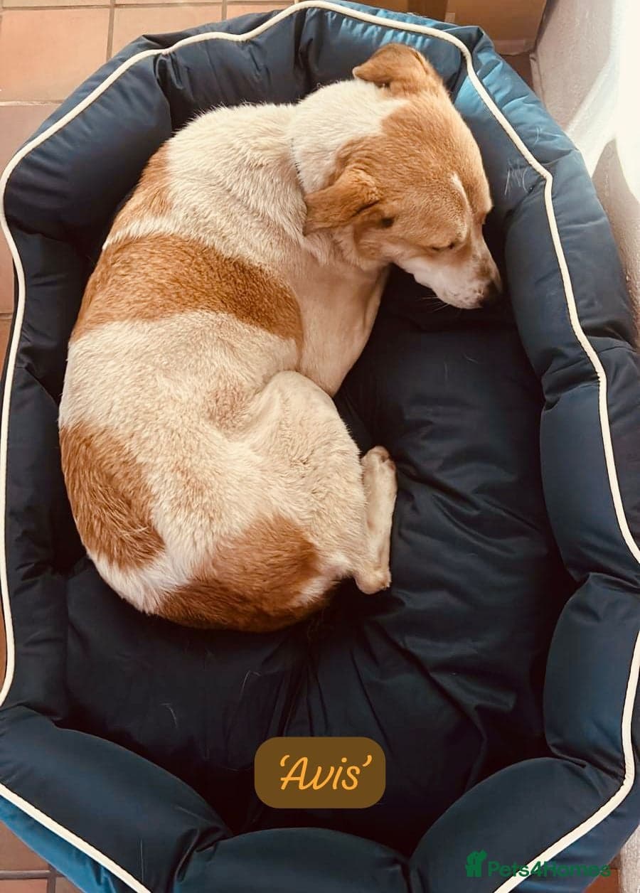 Avis- 20 months - photo 14