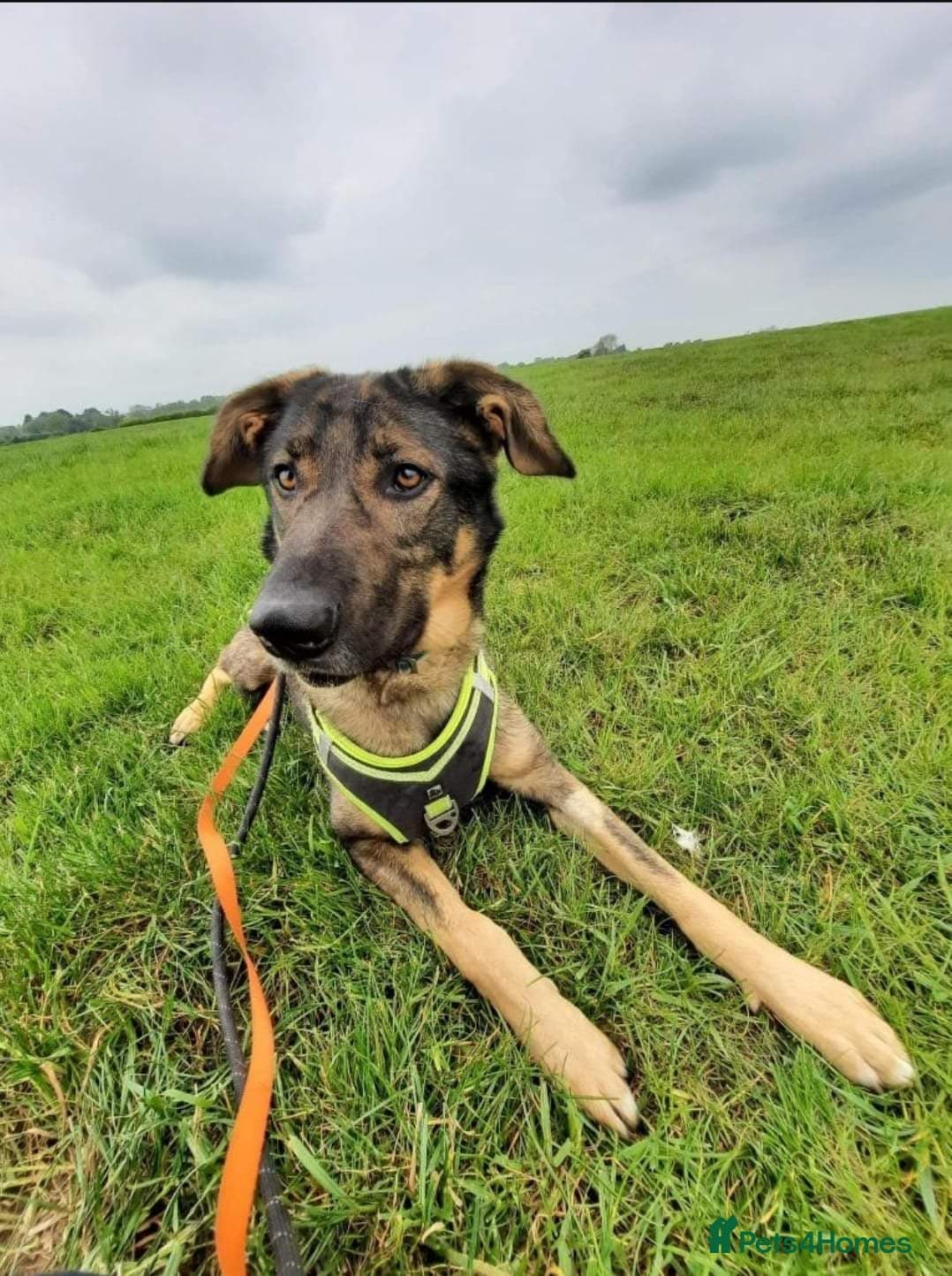 Meet Ozzy, currently residing in Cheshire photo 5