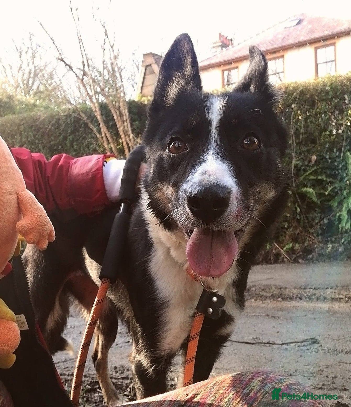Molly 3yr old Border Collie photo 2