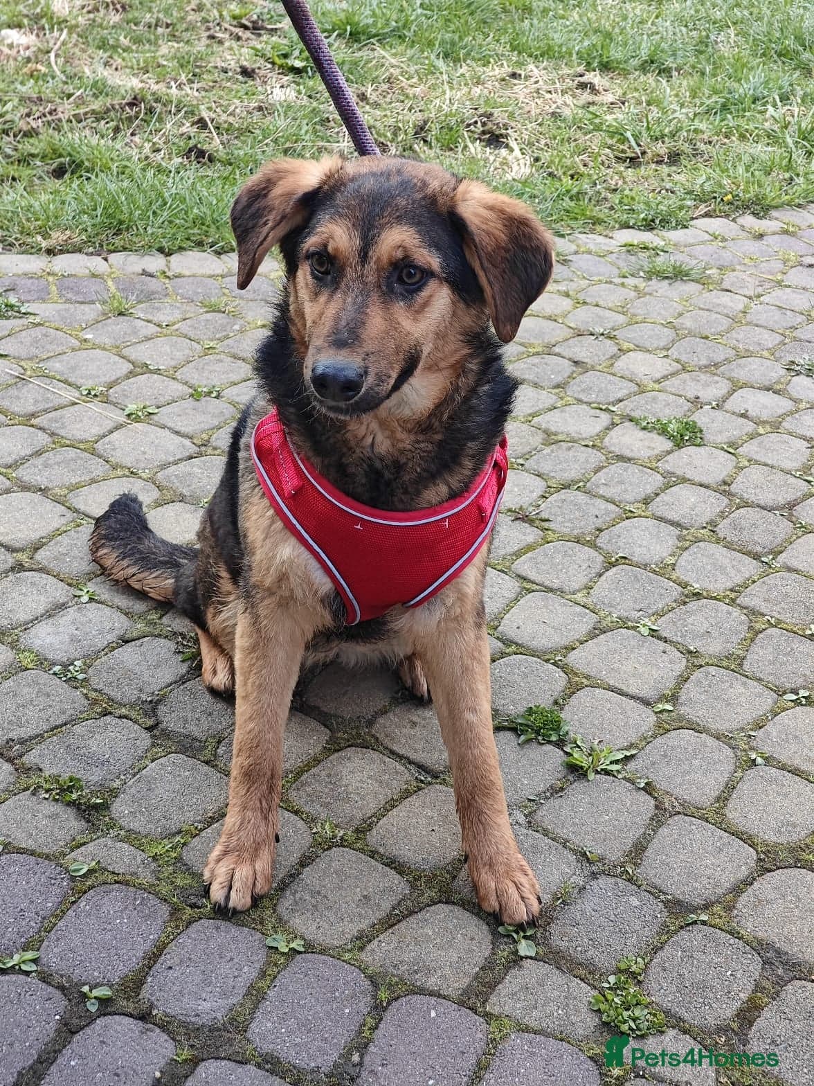 οΈπΆ yasia photo 7