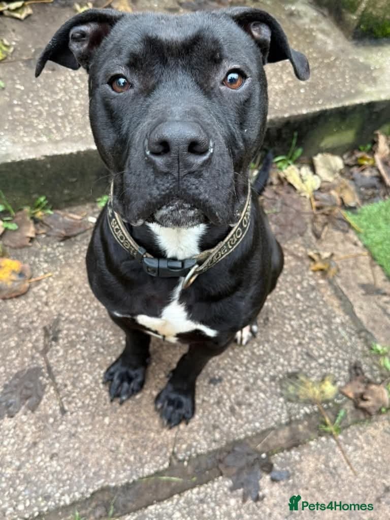 Meet Gomez, currently residing in Ormskirk photo 6