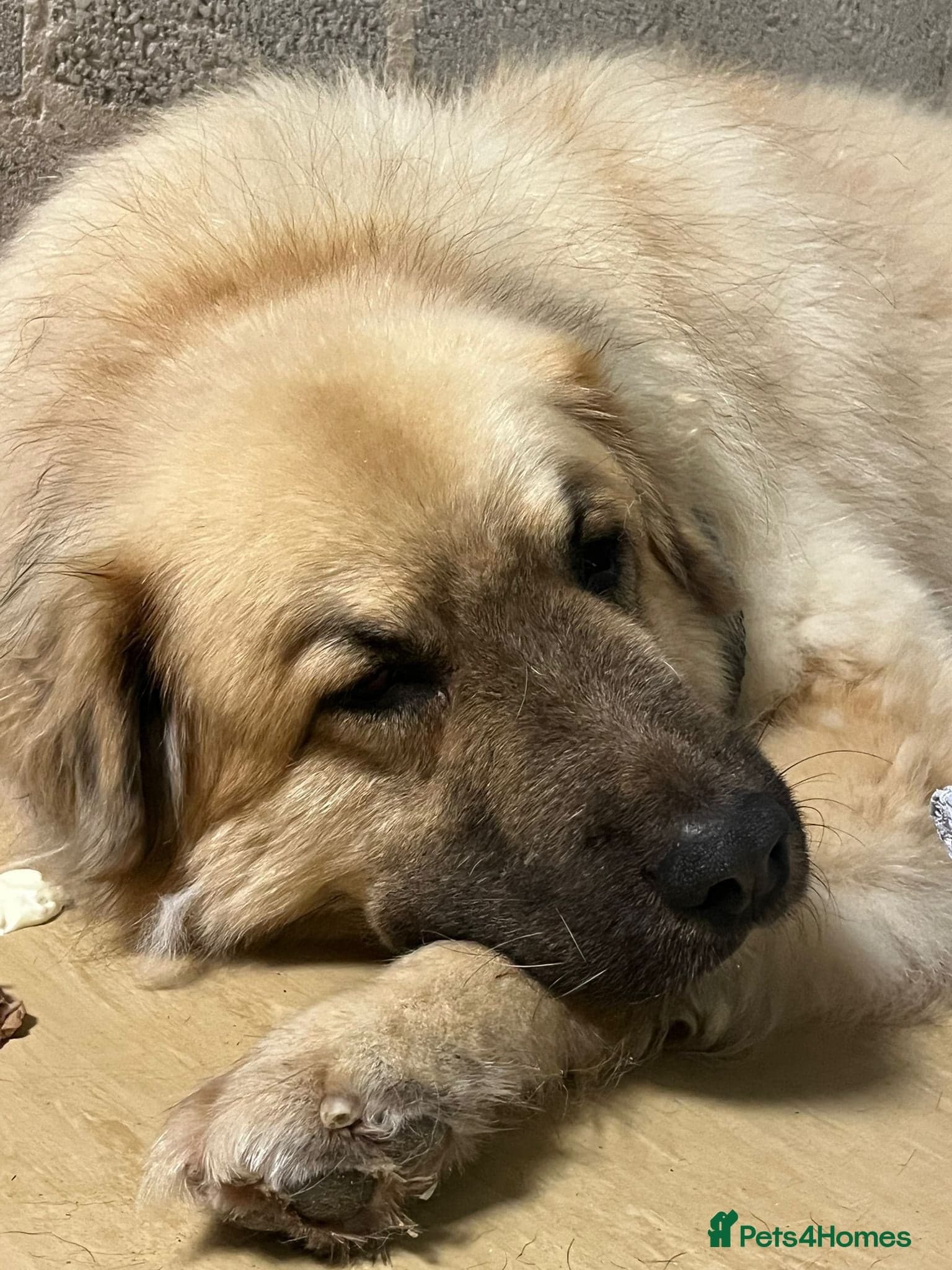 Paul — Mixed Breed