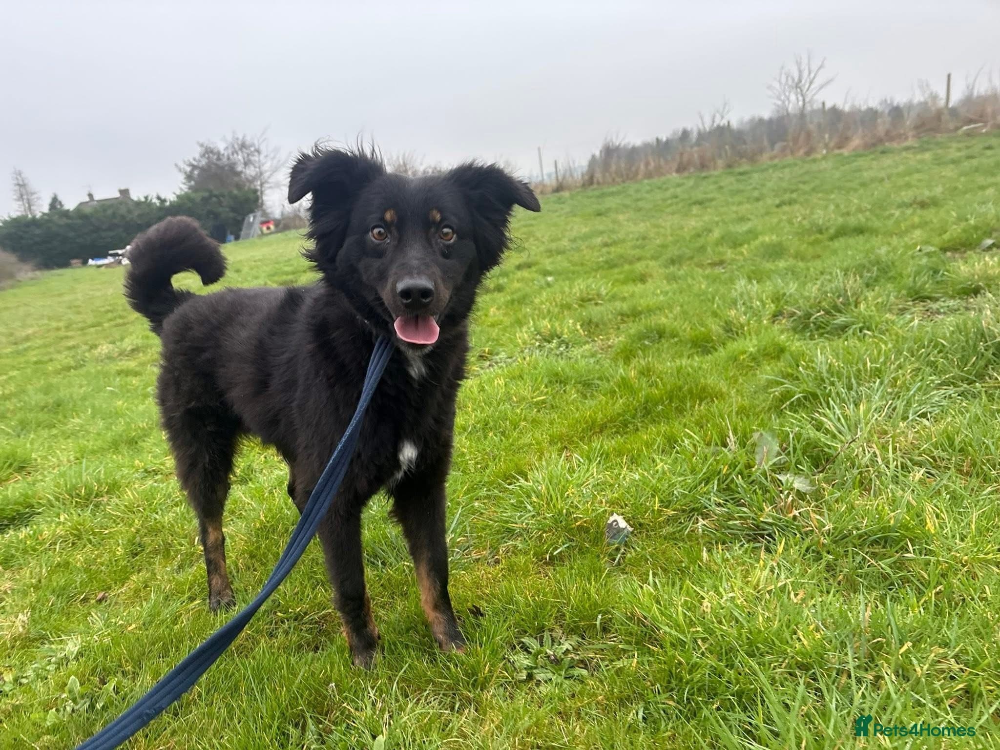 Newton - Norwich Norfolk photo 4