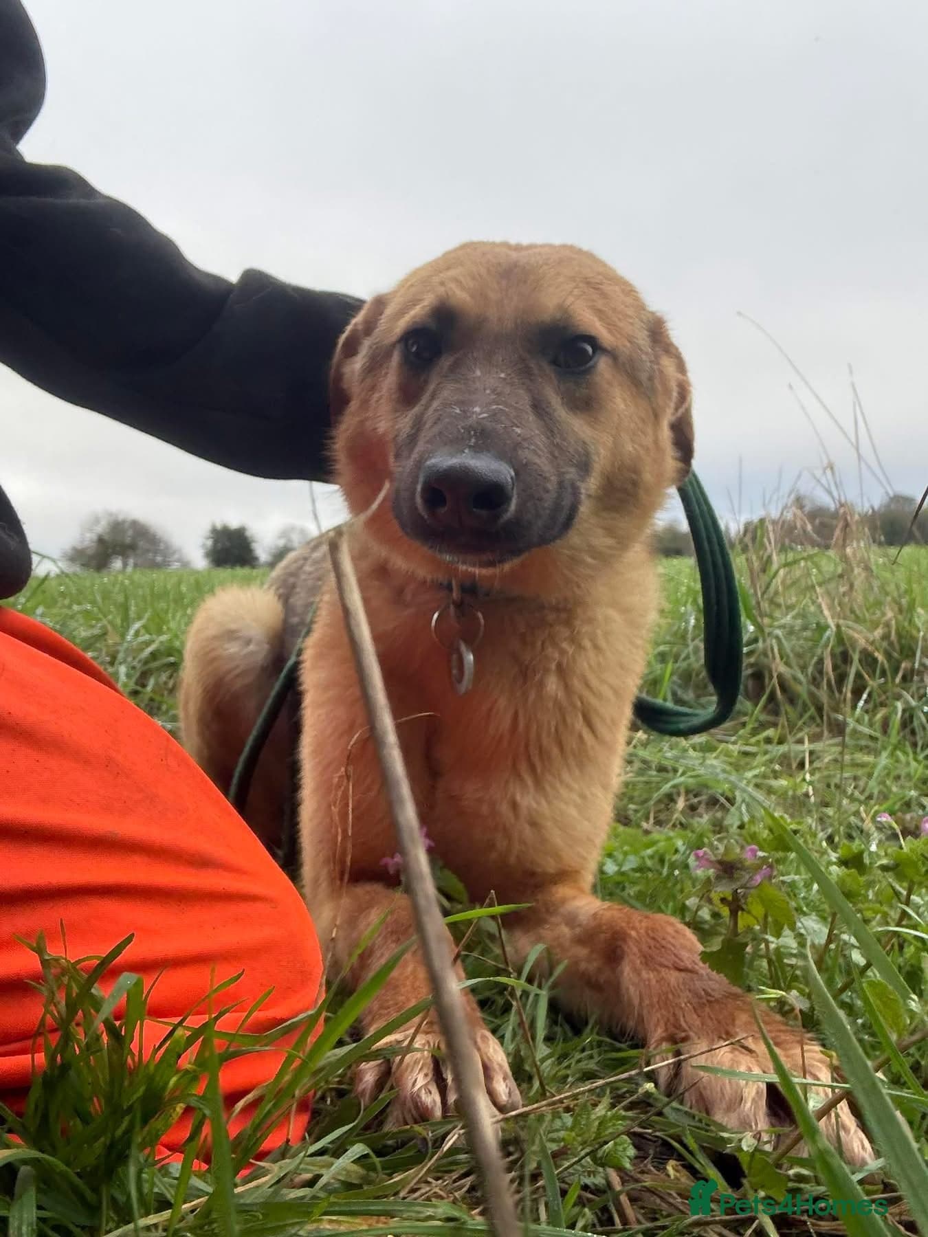 Dylan - Norwich Norfolk photo 14