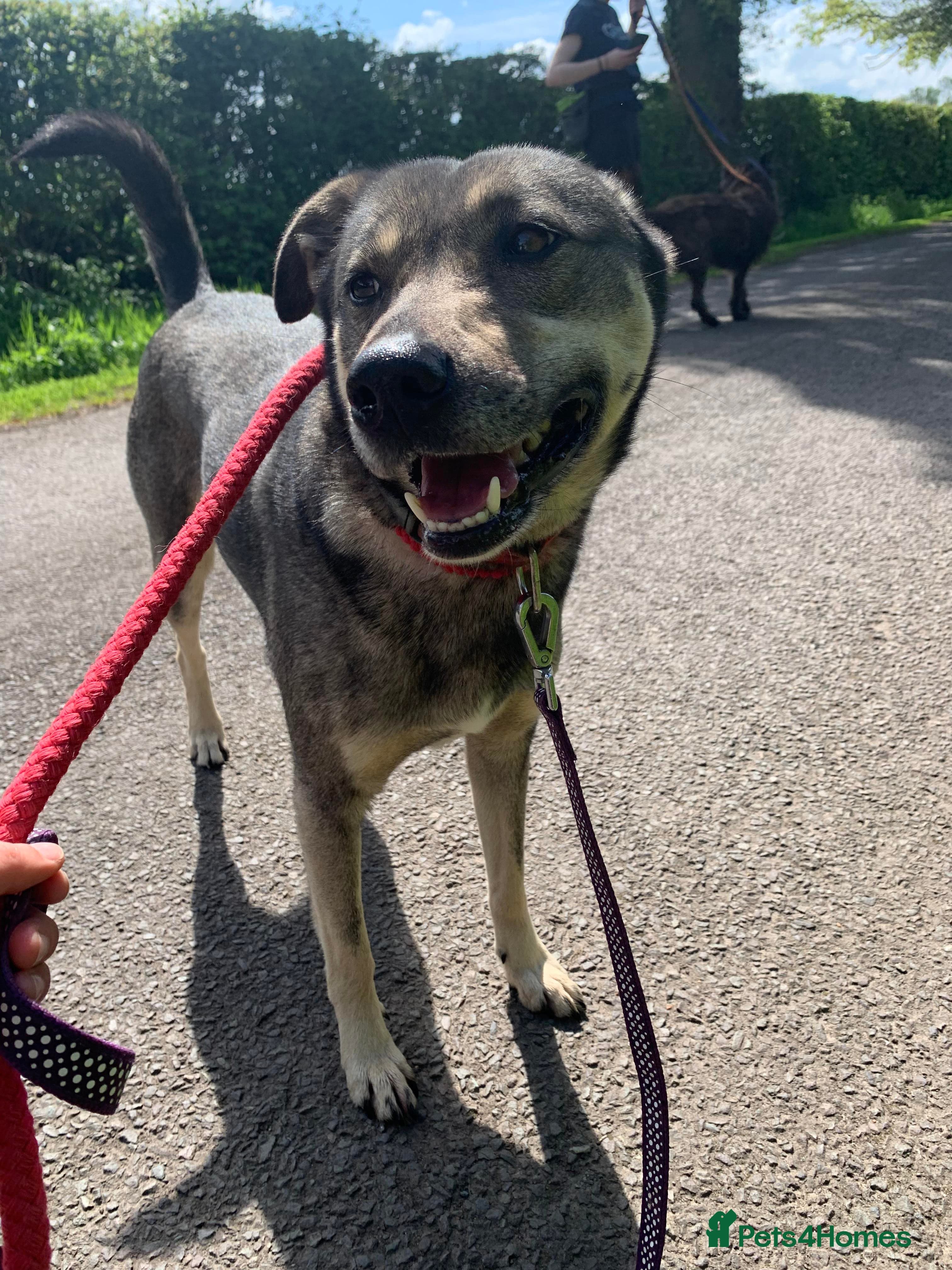 Meet Joy, currently residing in Cheshire photo 4