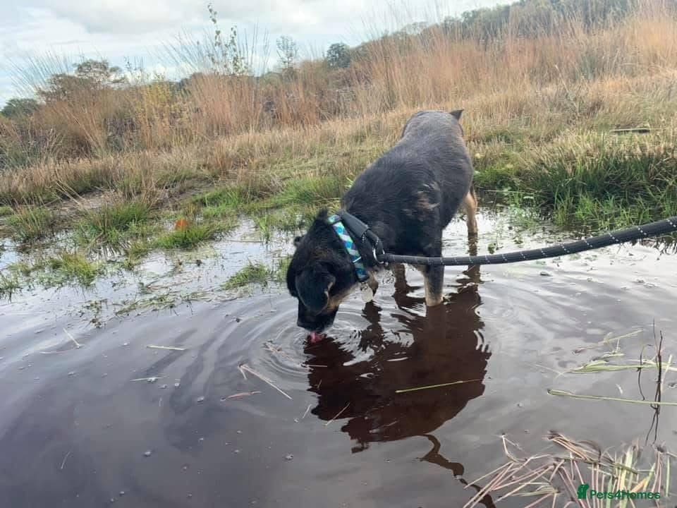 Paddy - Norwich Norfolk photo 10