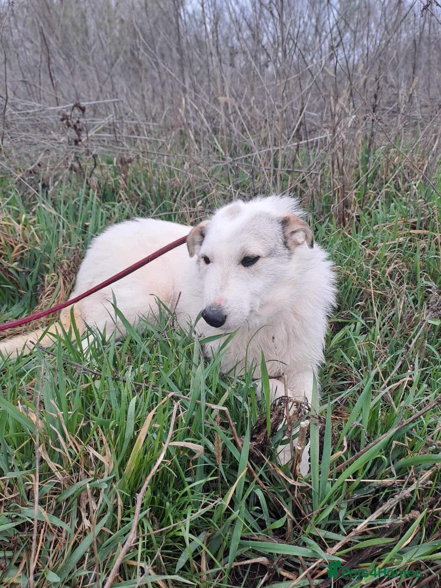 Elena - Marlborough Wiltshire photo 6