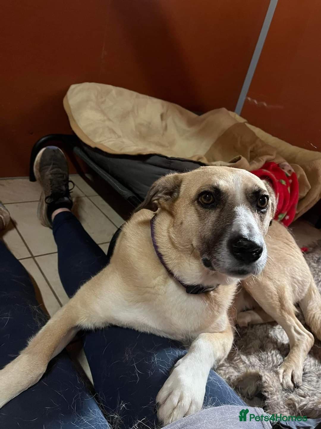 Meet Ruma, currently residing in Cheshire photo 14