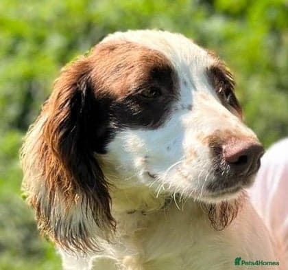 Springer Spaniel nine months old, Tino photo 4