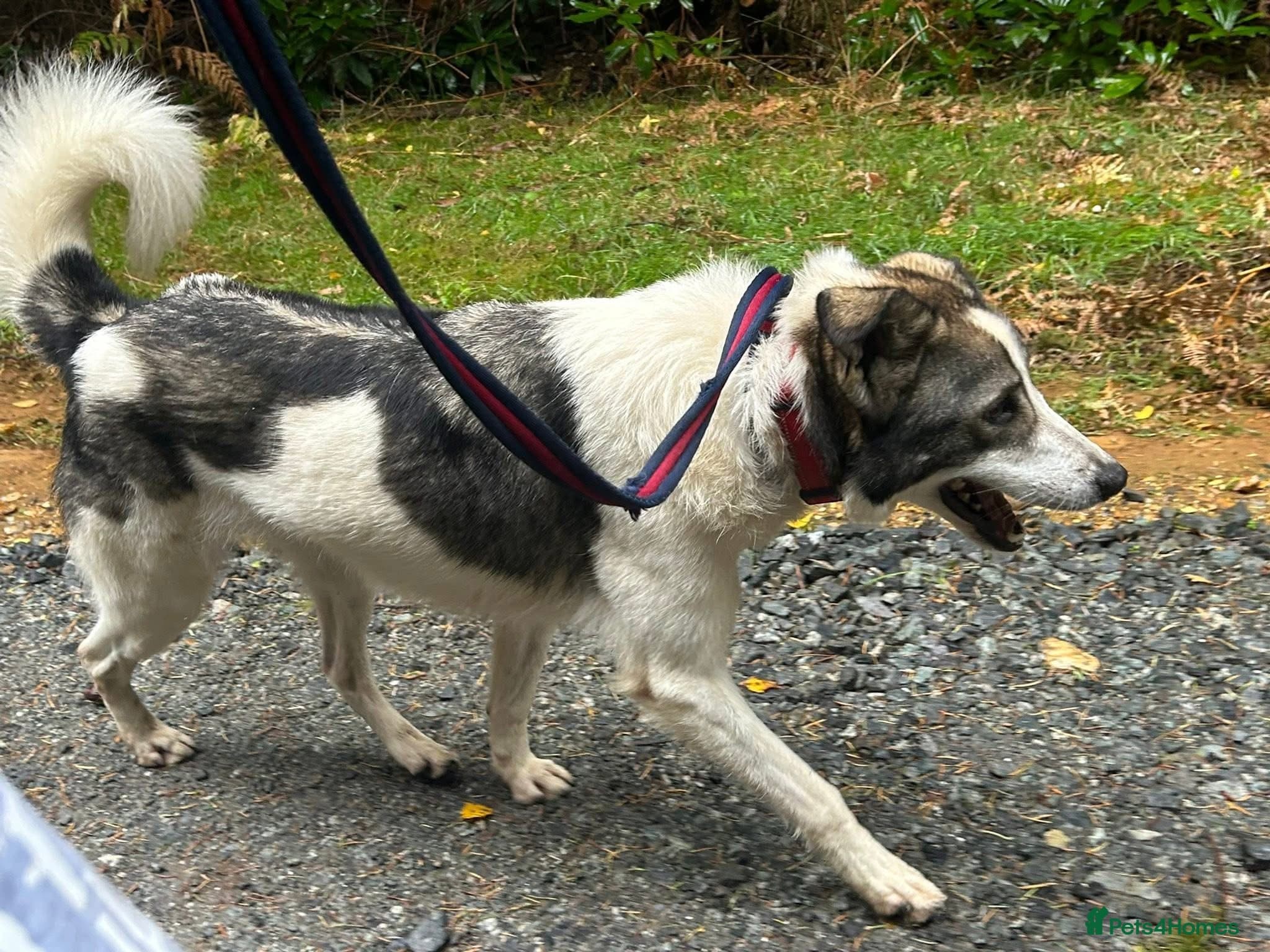 Matteo - Norwich Norfolk photo 18