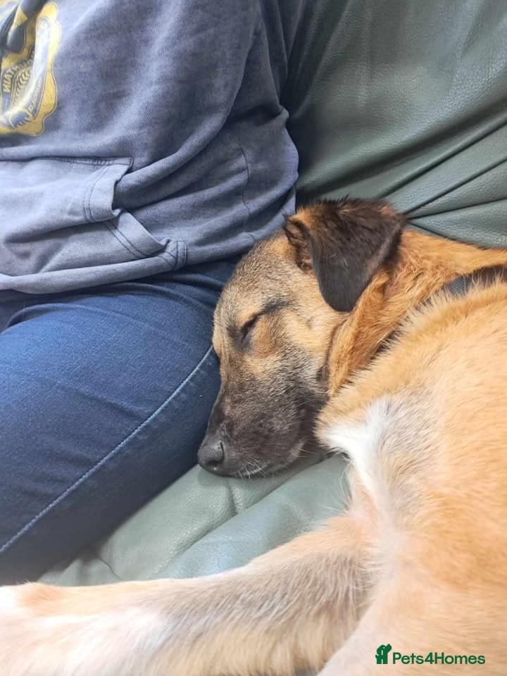 Levi - Norwich Norfolk photo 30