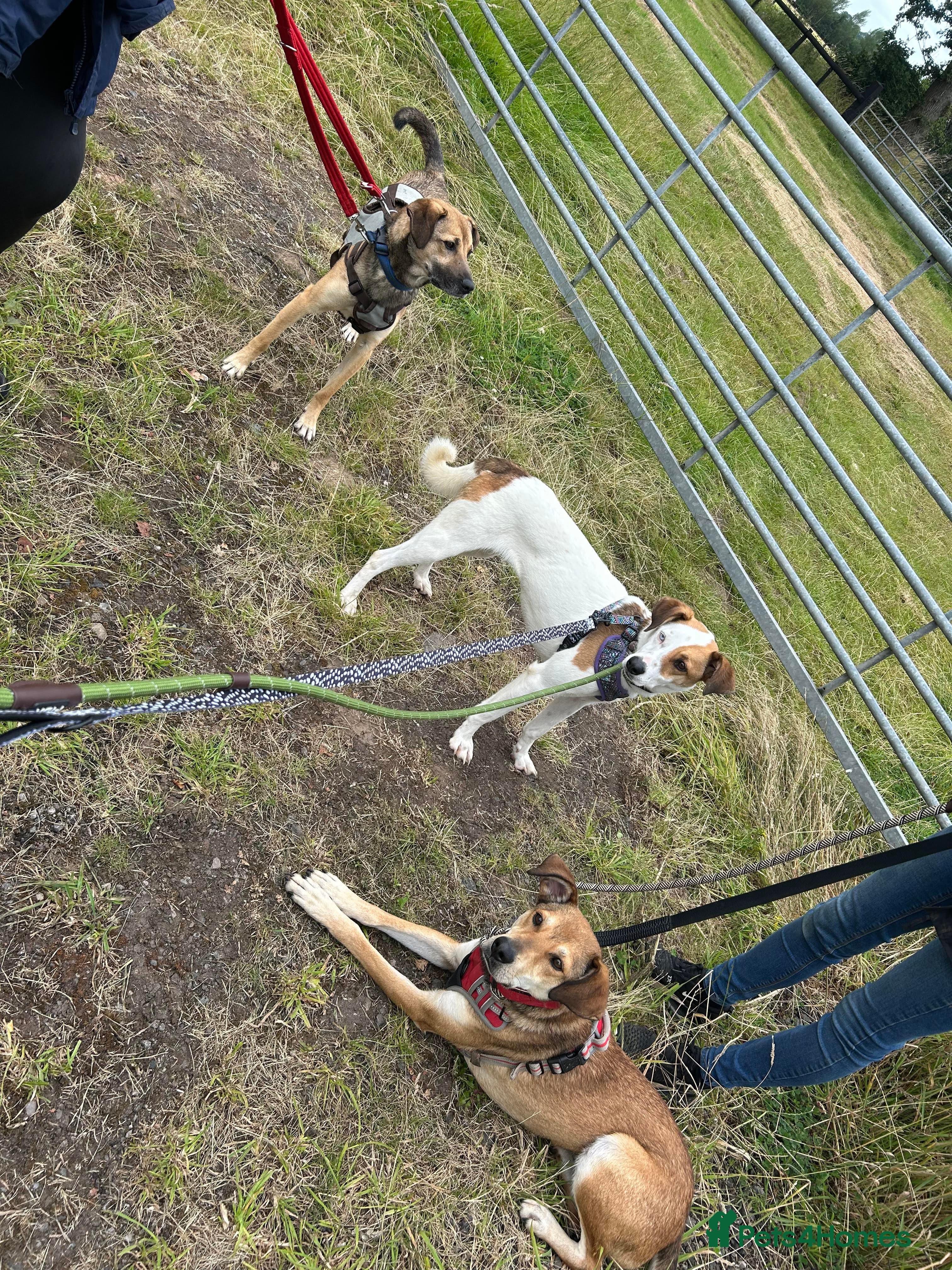 Meet Barney, currently residing in Cheshire photo 9