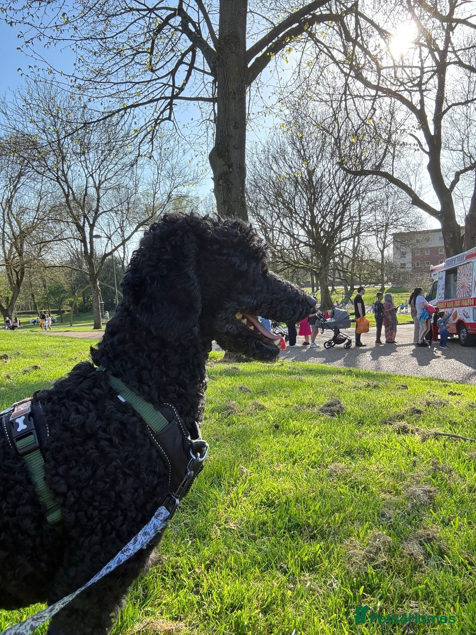 οΈπΆ charlie photo 18