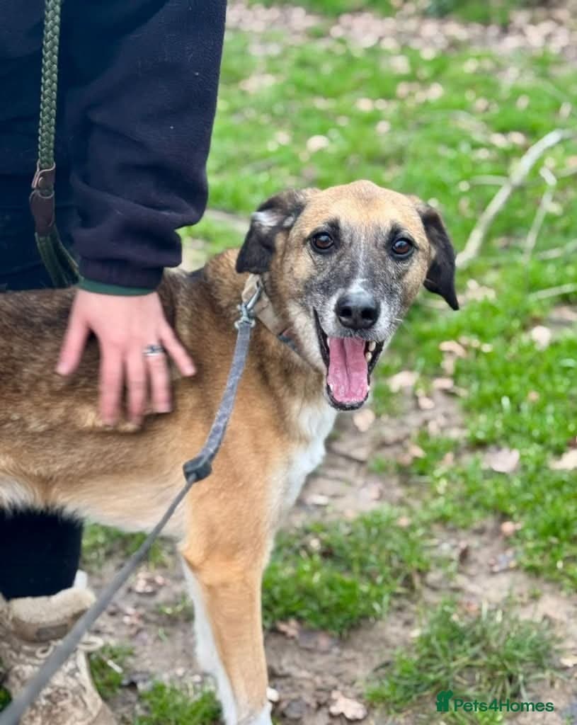 Meet Erol, currently residing in Surrey photo 5