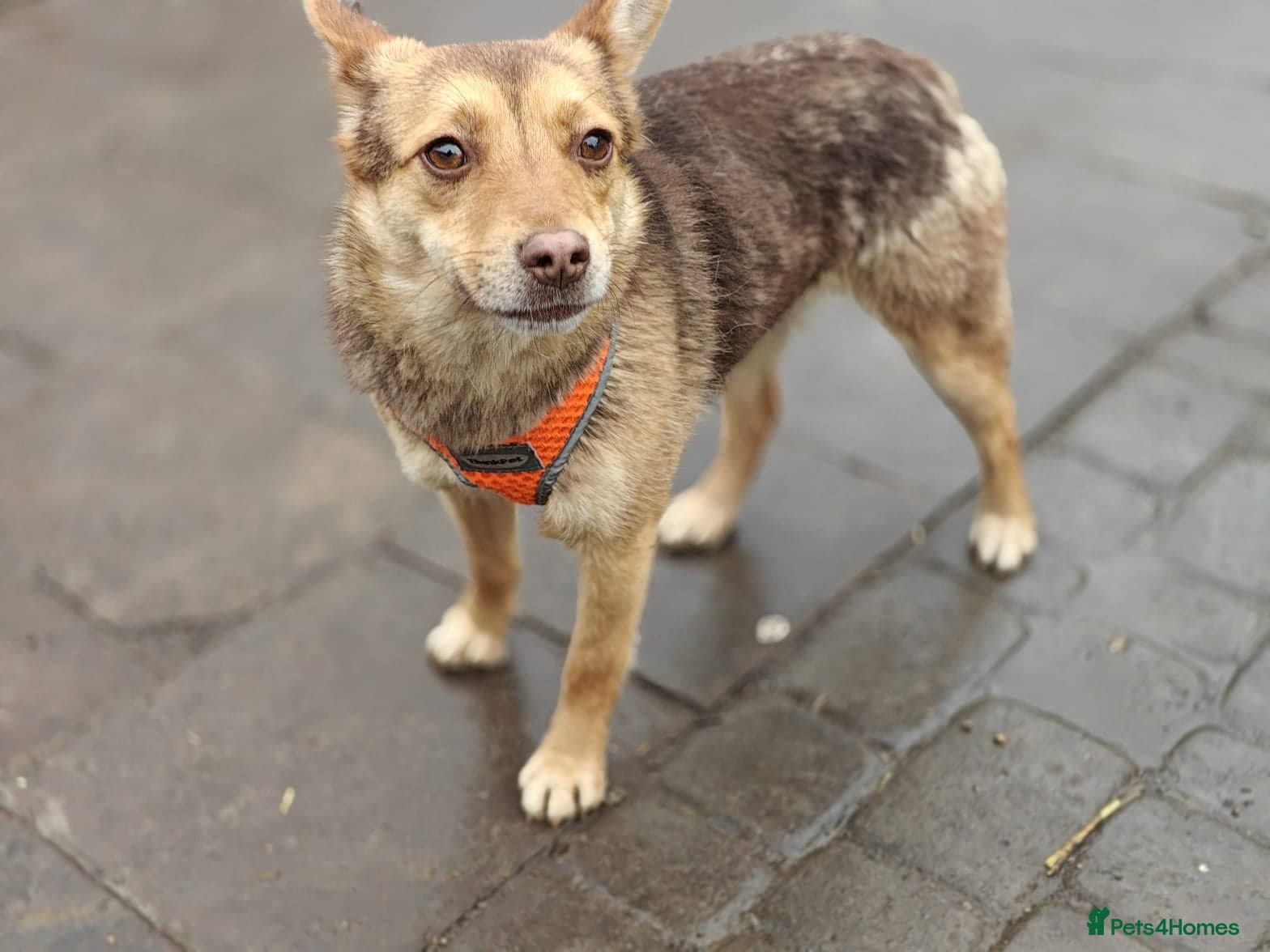 ๏ธ๐ถ rudya photo 2