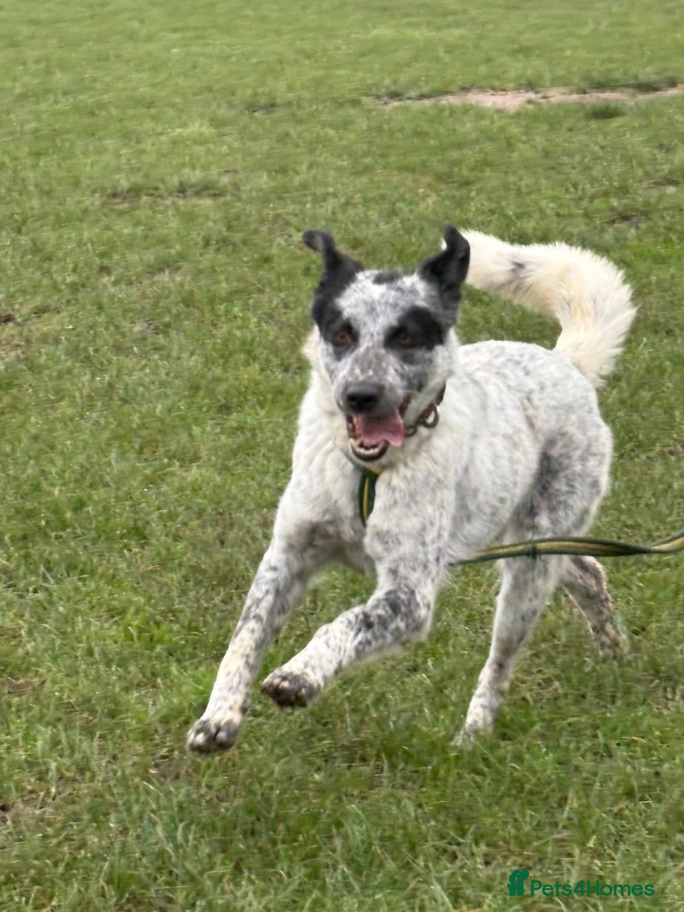 Cessil - Norwich Norfolk photo 13