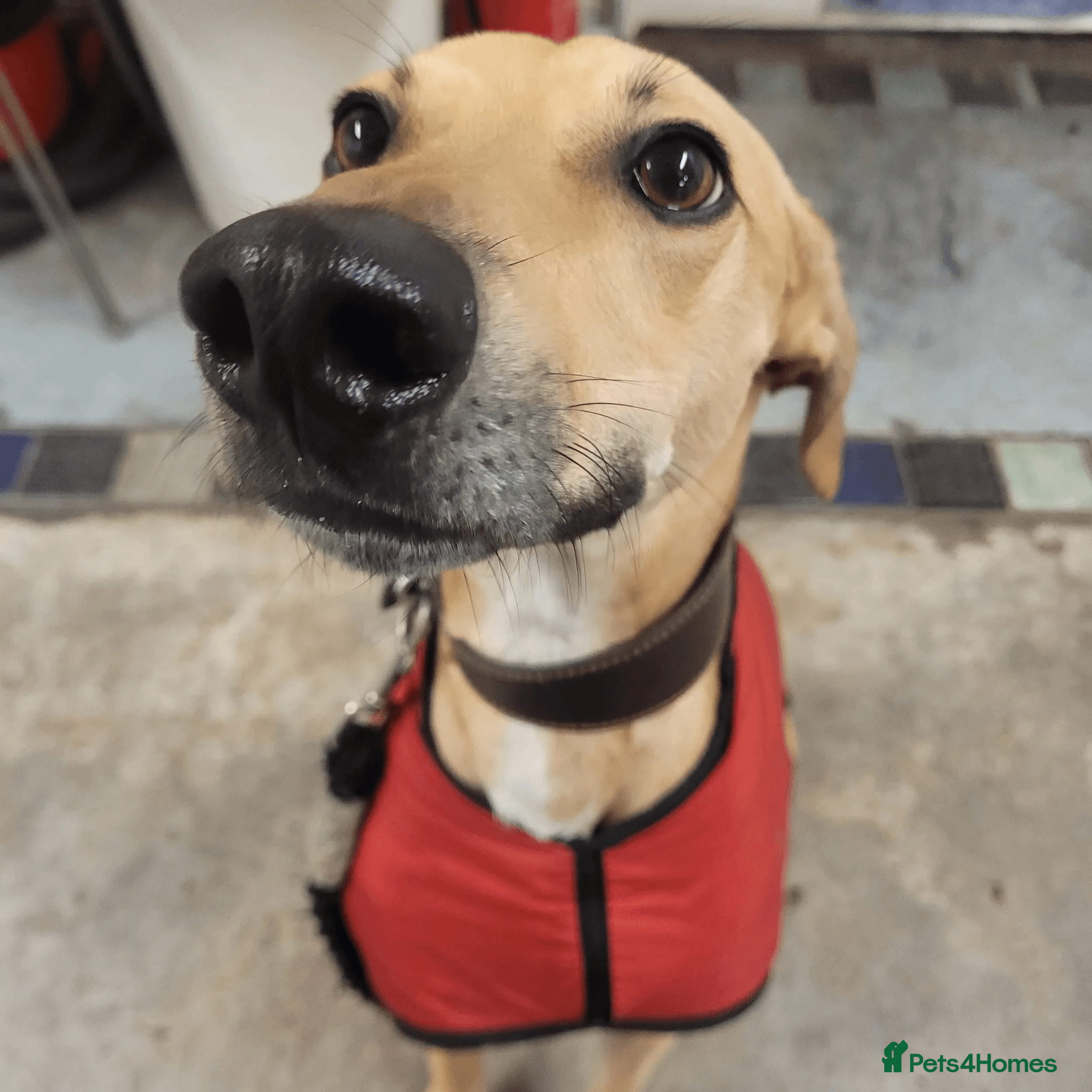 Prince (sighthound mix) photo 6