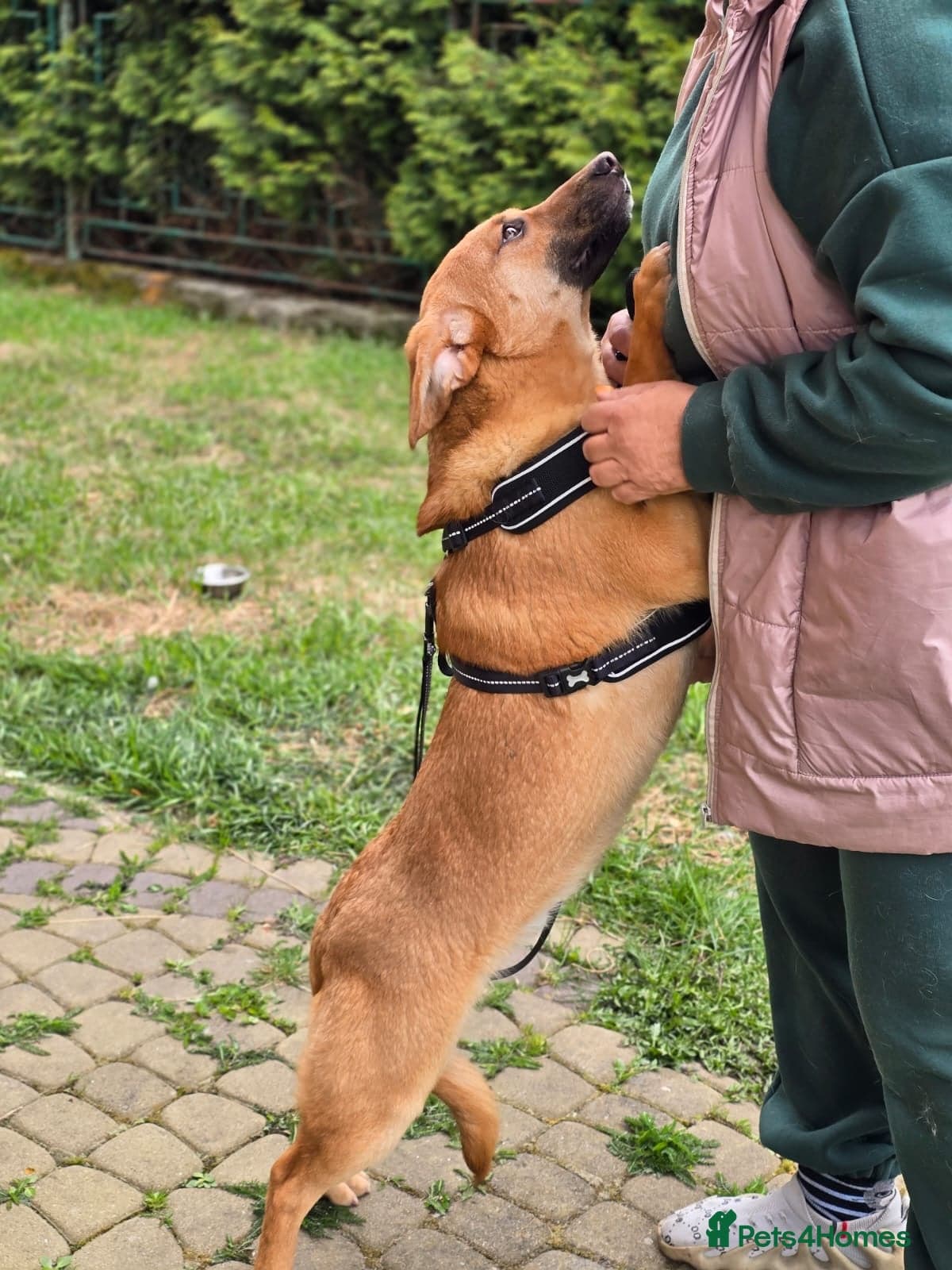 Yarko β Mixed Breed