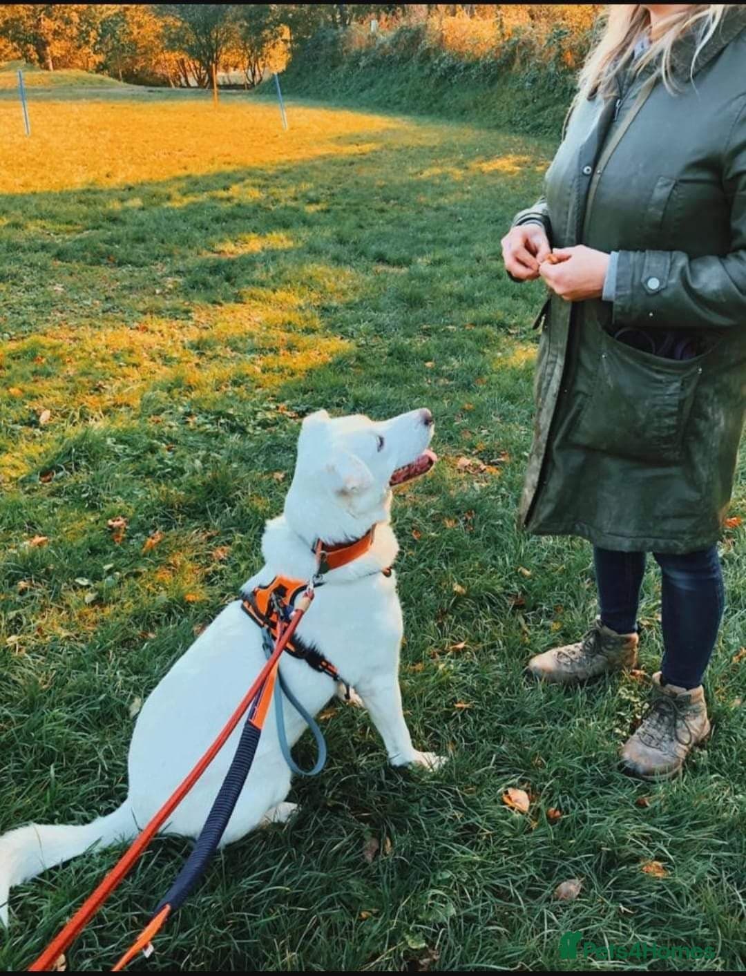 Meet Biscuit, currently residing in Hampshire photo 13