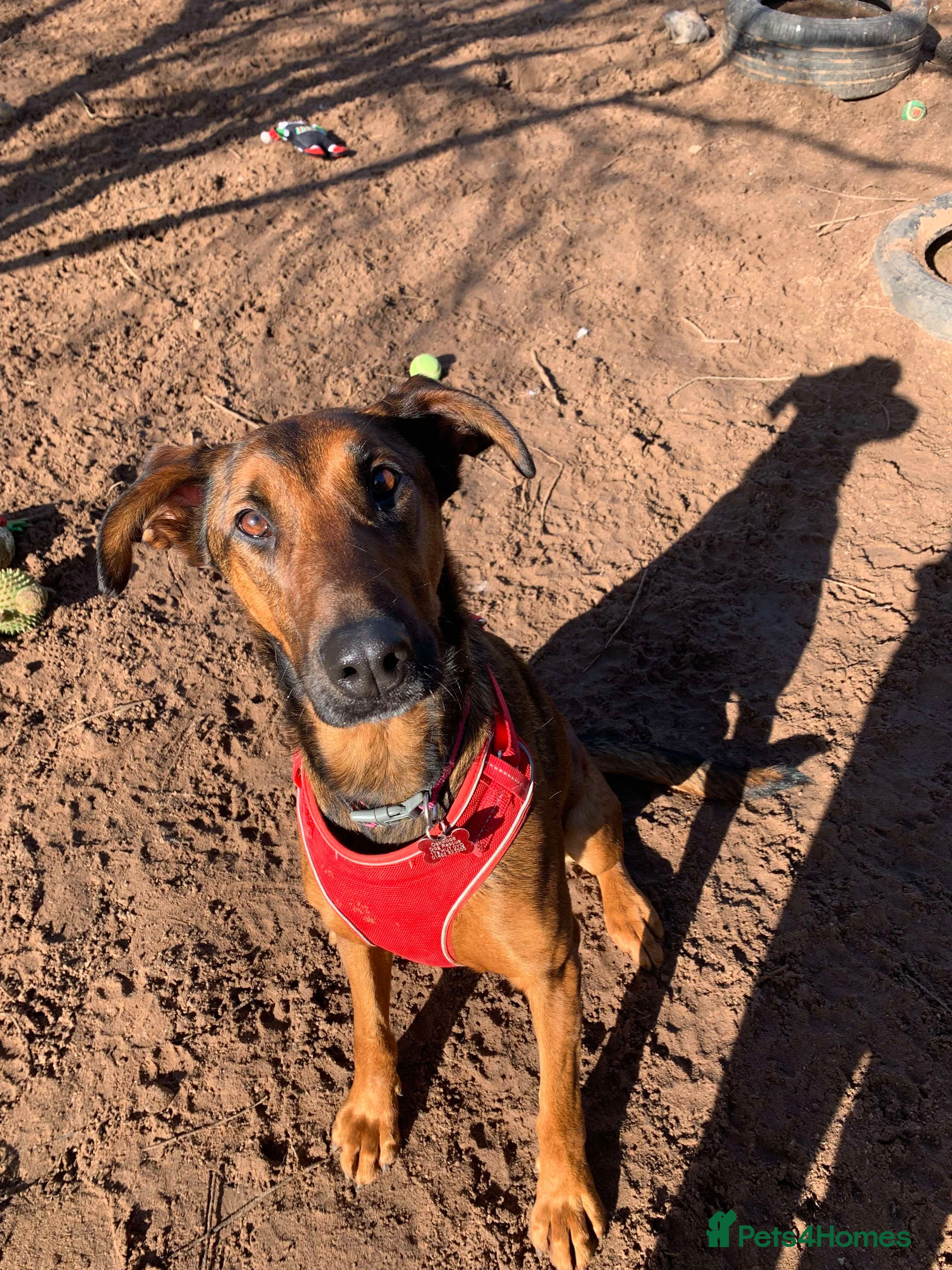 Meet Carrie,currently residing in Cheshire photo 9