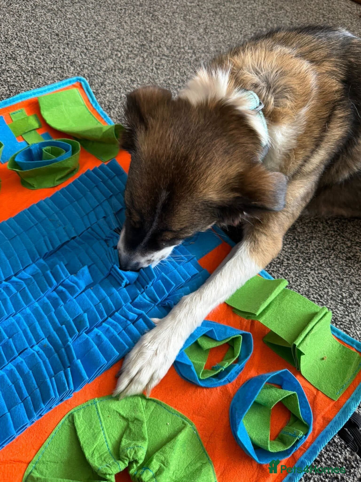 Meet Bella, currently residing in Merseyside photo 12