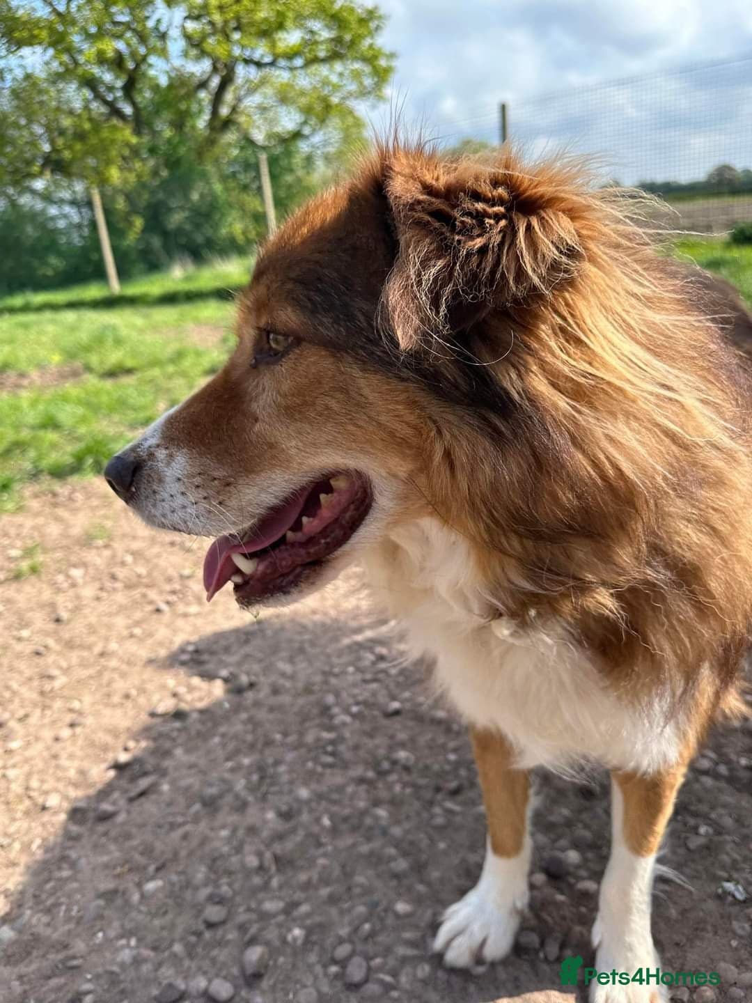 Meet Pongo, currently residing in Cheshire photo 18