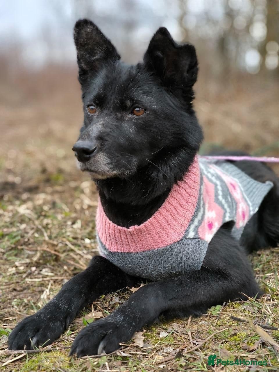 οΈπΆ tofa photo 25