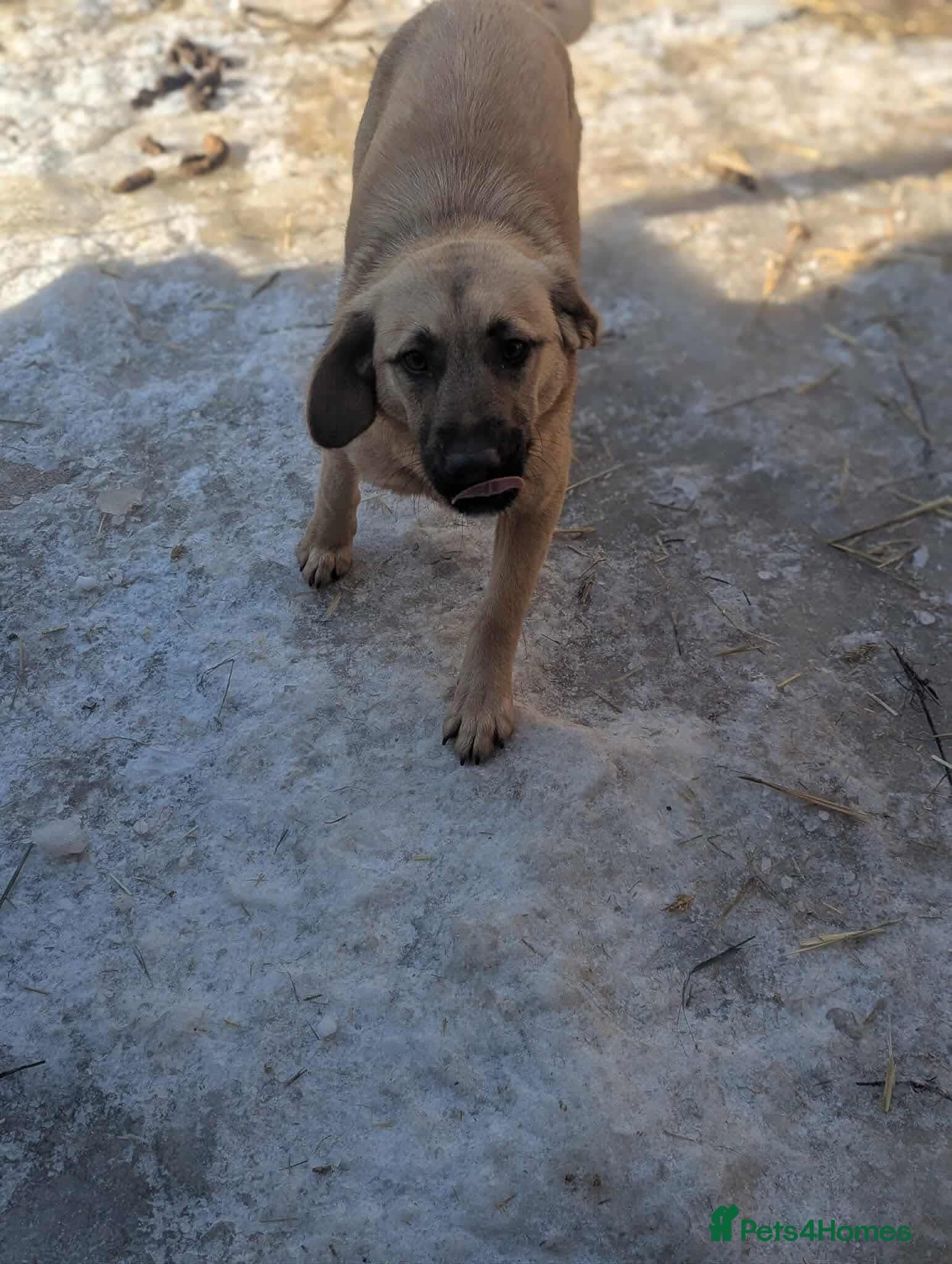 Joy π β Mixed Breed