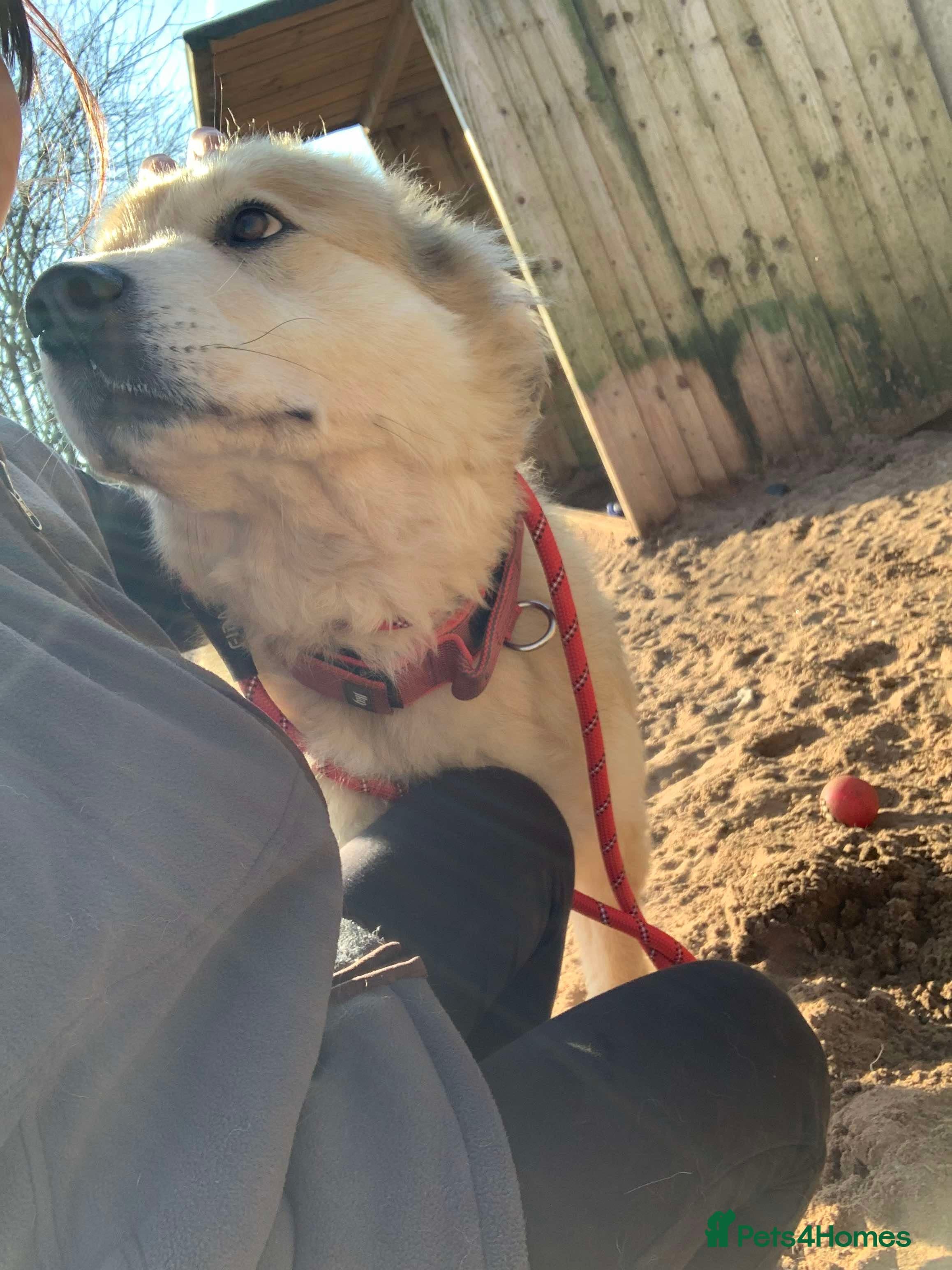 Meet Paddy, currently residing in Cheshire photo 10