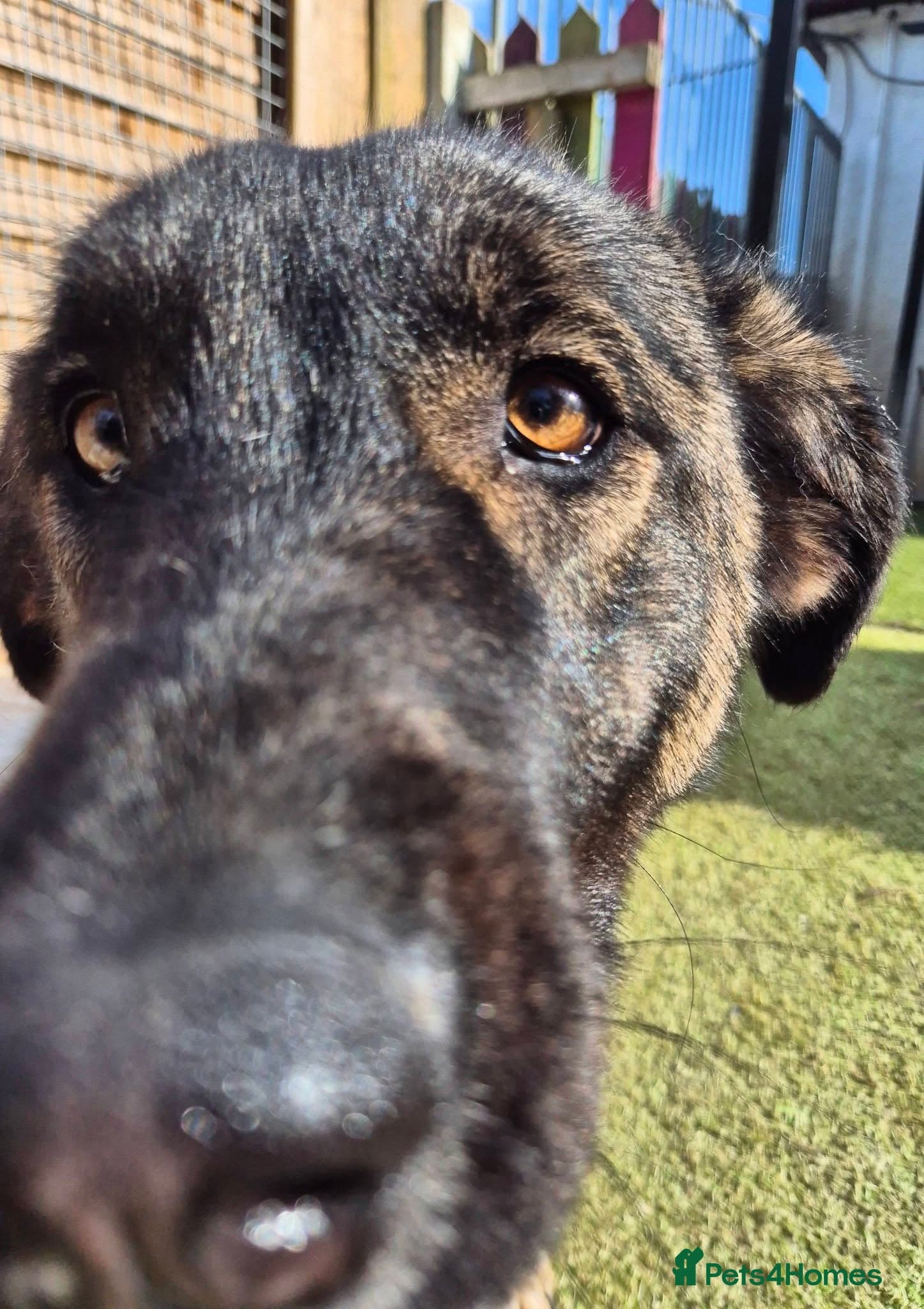 Skye - In Ayr photo 3