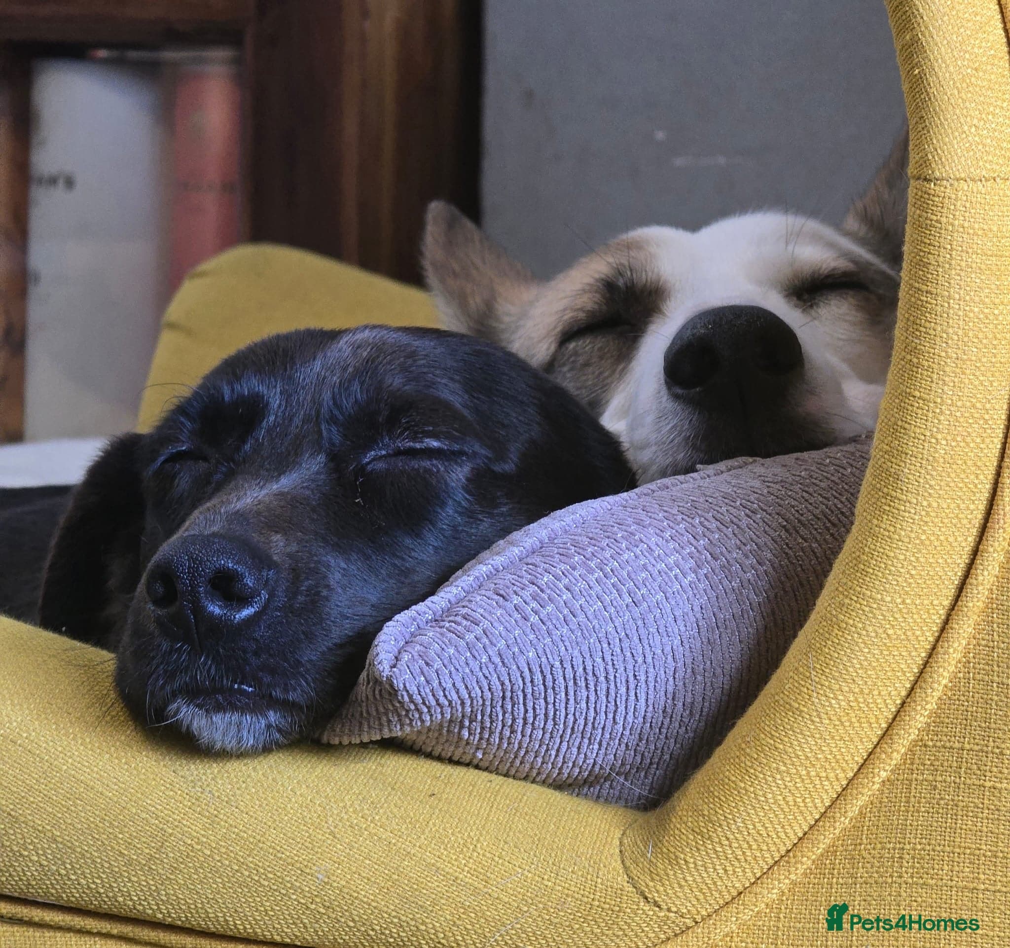 οΈπΆ bela photo 9