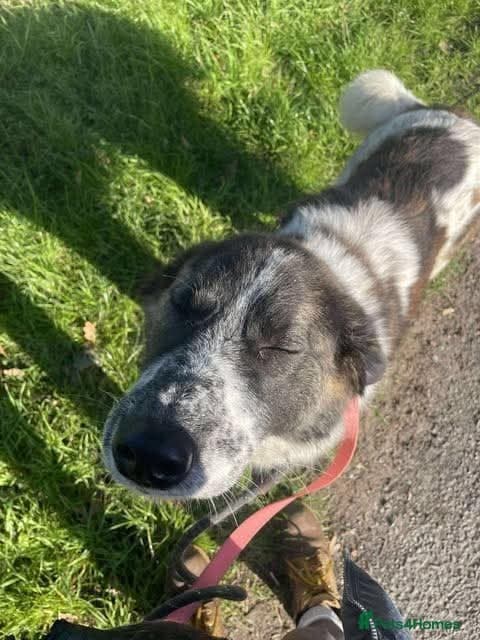 Meet Penny, currently residing in Cheshire — Mixed Breed