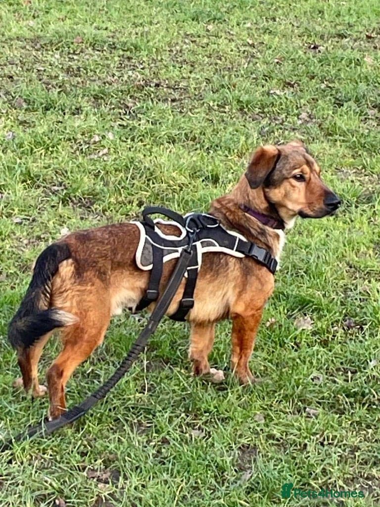 Meet Blue, currently residing in Surrey — Mixed Breed