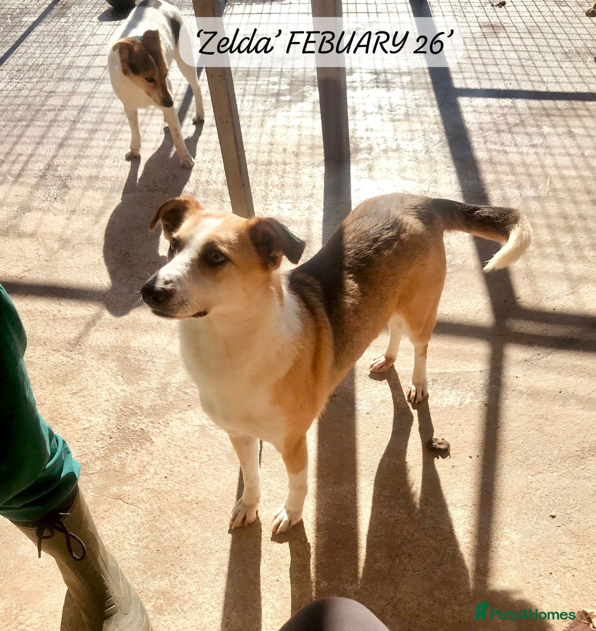 Zelda, 3 yrs old approx. photo 24