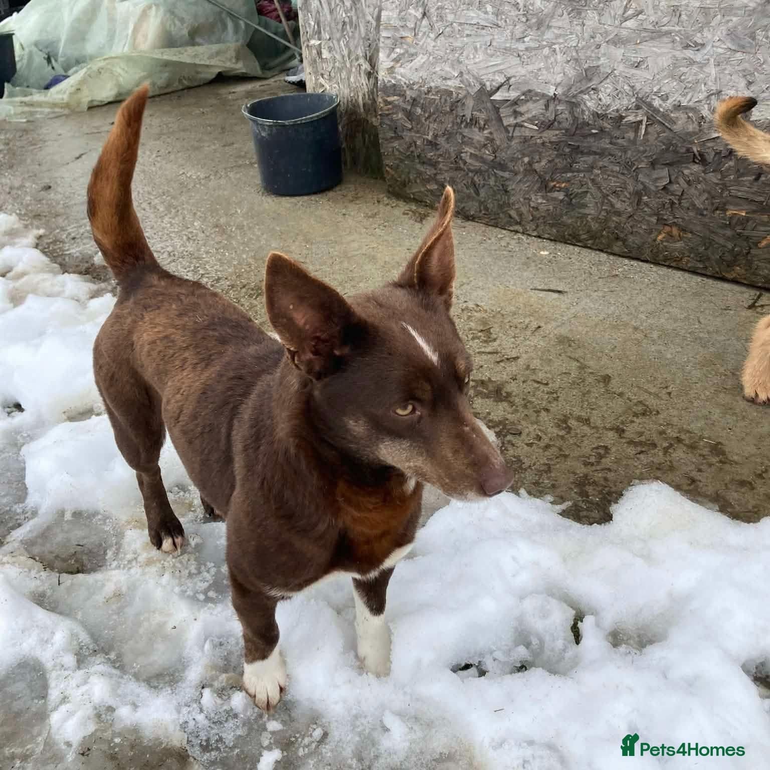 India - Norwich Norfolk photo 18