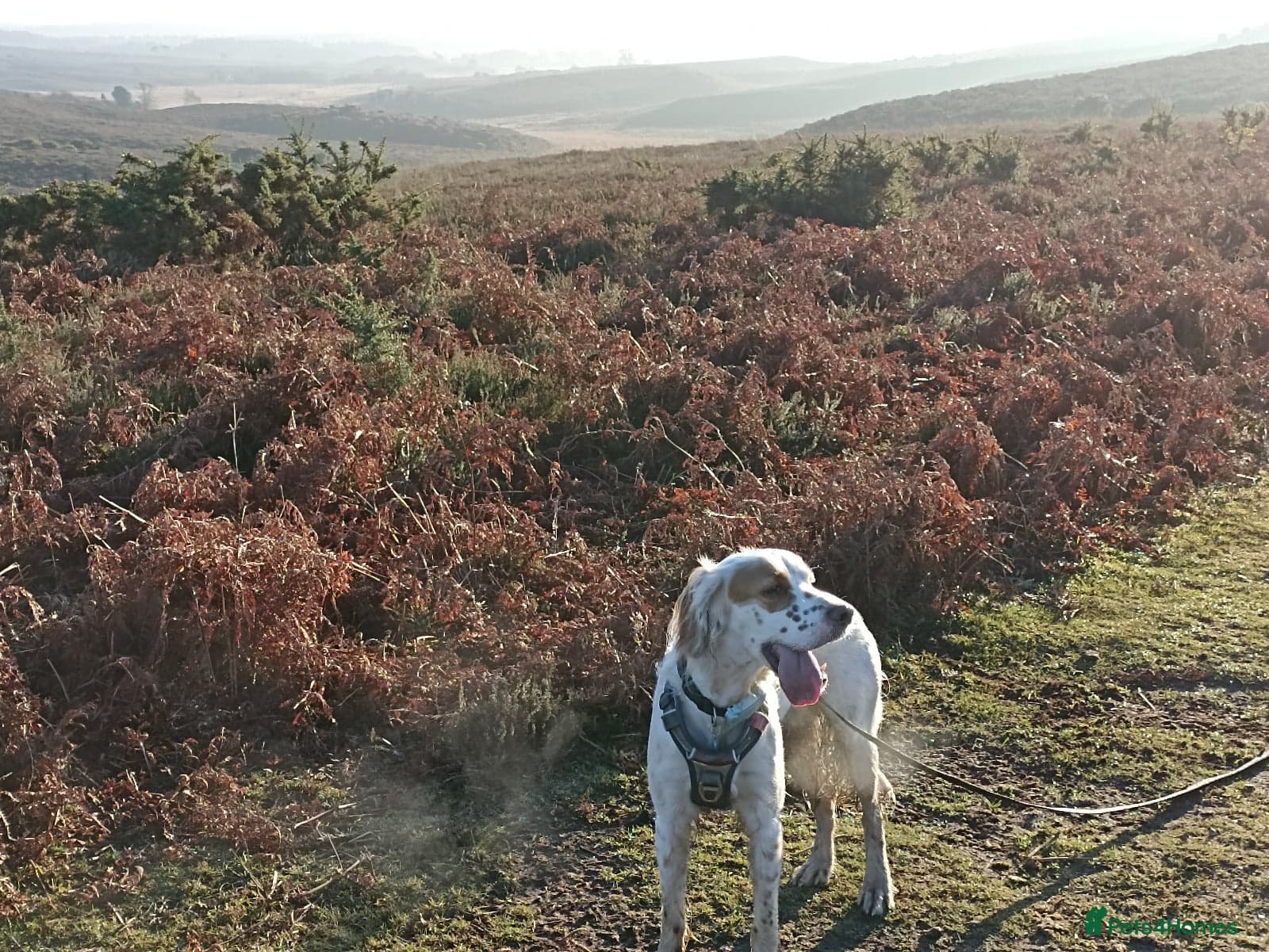 Parchi (Lucas) photo 16